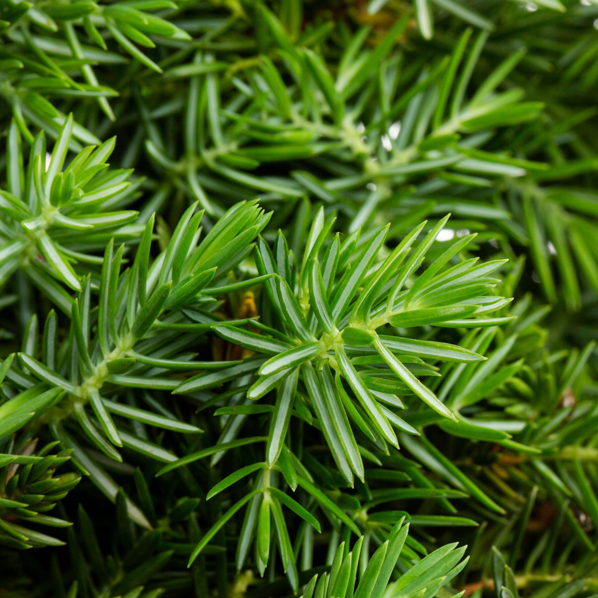 slide 2 of 2, Lowe's JUNIPER BLUE ARROW, 1 ct