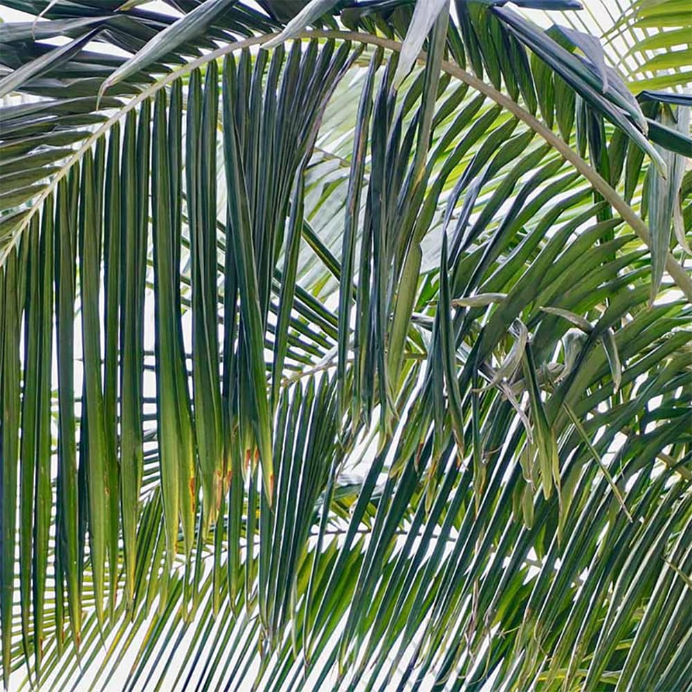 slide 2 of 4, Lowe's 1.72 -Gallon Yellow Feature Queen Palm In pot (with soil), 1 ct