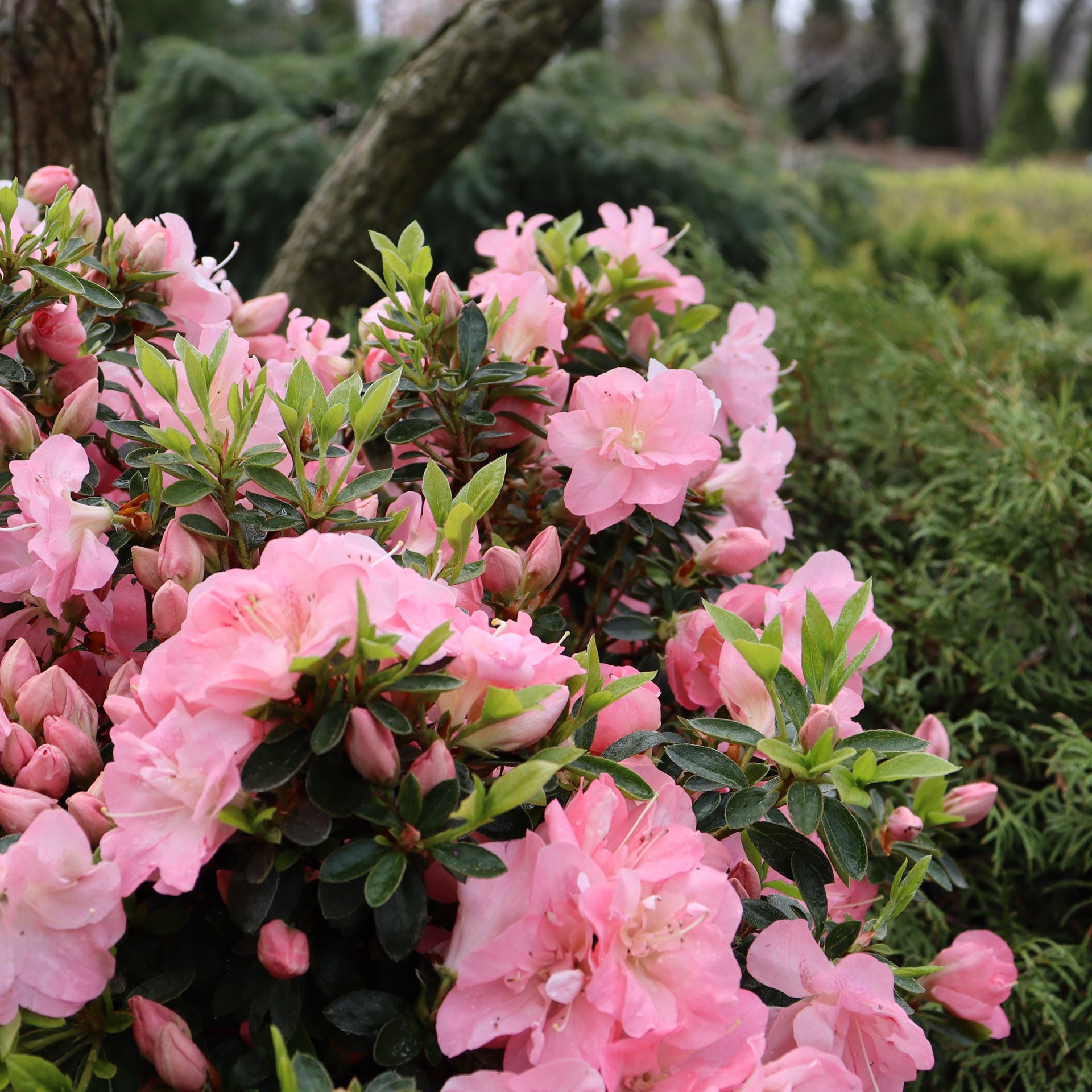 slide 2 of 4, Lowe's Azalea Flowering Shrub in 2.5 -Quart Pot 1 -Pack with Multicolor Blooms, 1 ct