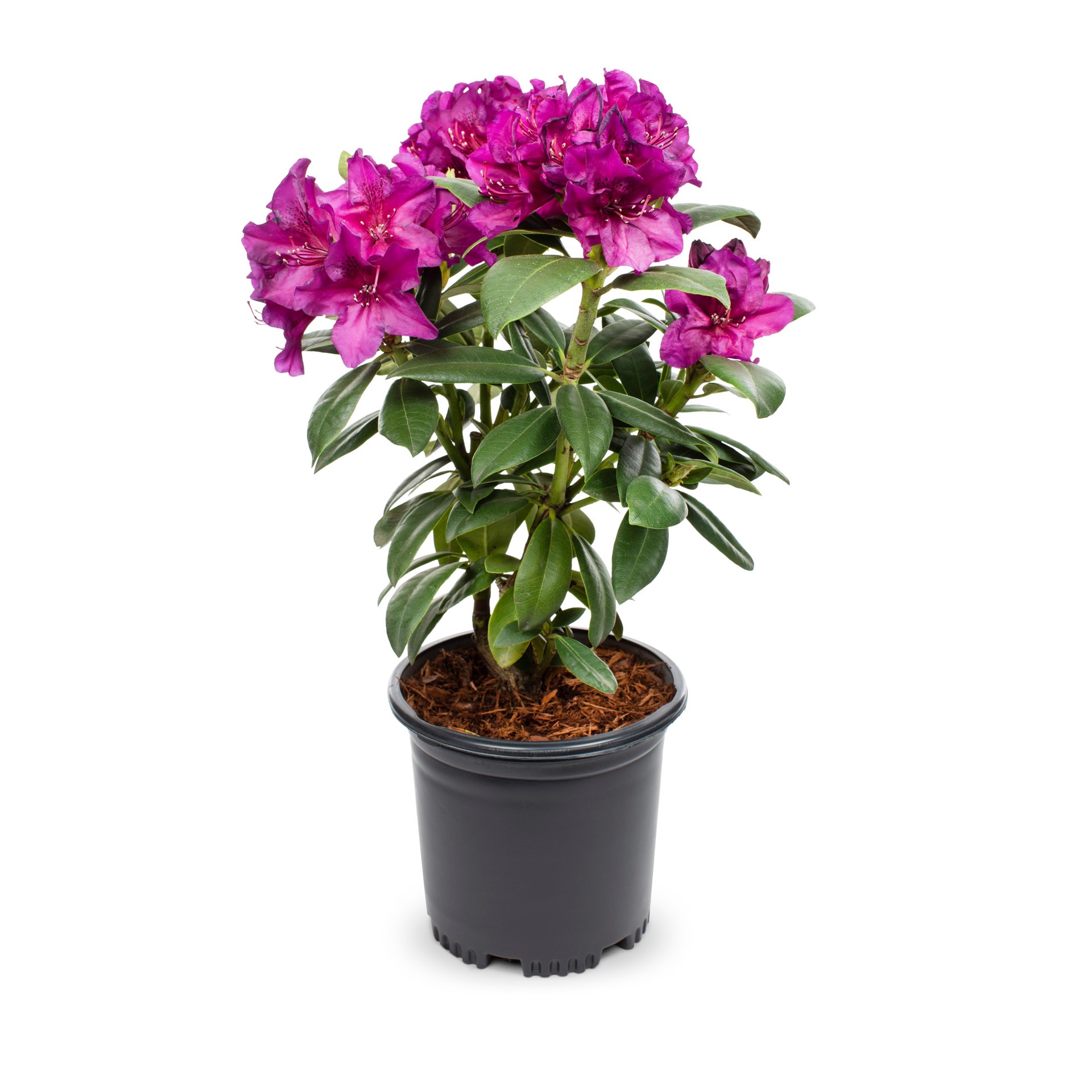 slide 1 of 4, Lowe's Azalea Flowering Shrub in 2.5 -Quart Pot 1 -Pack with Multicolor Blooms, 1 ct
