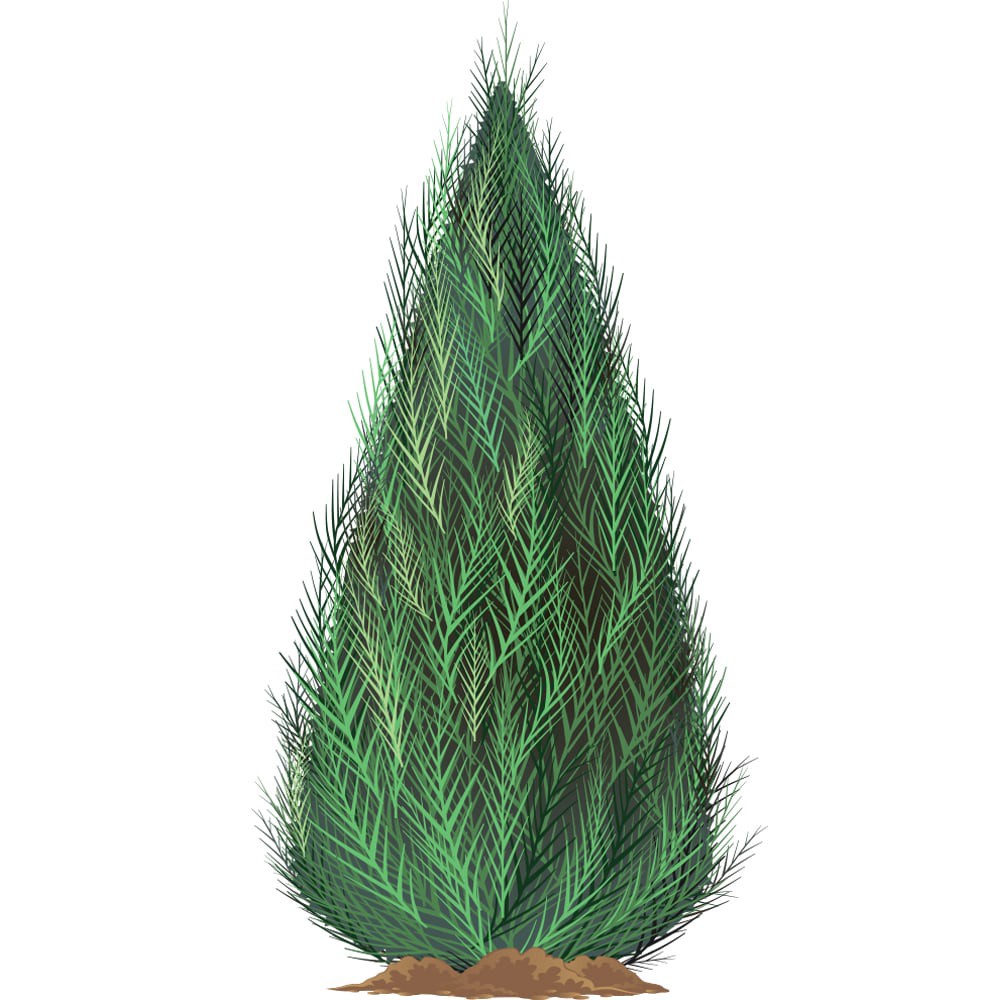 slide 1 of 1, Purple Rhodo Cat Boursault Little Leaf Rhododendron - Sun to Part Shade, 1 ct