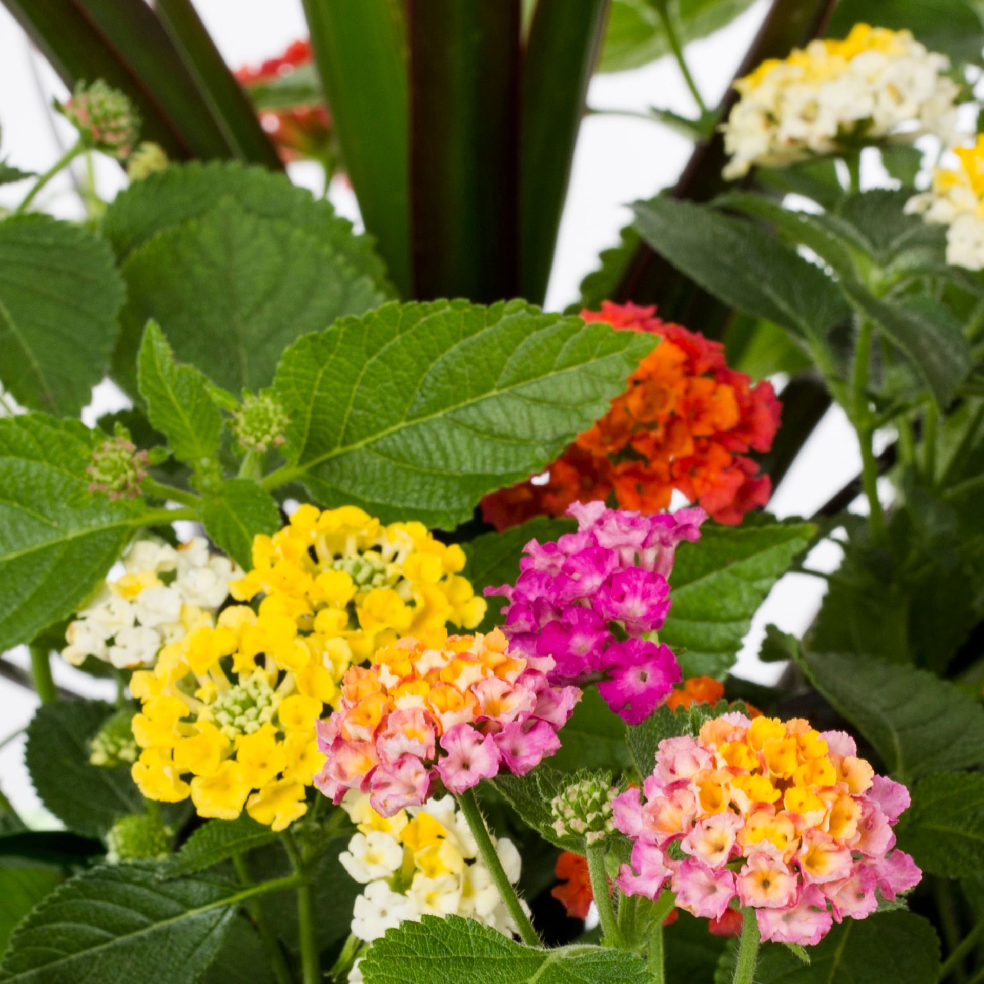 slide 2 of 4, Lowe's Multicolor Lantana in 2.5 Gallon(s) Pot 1 -Pack, 1 ct