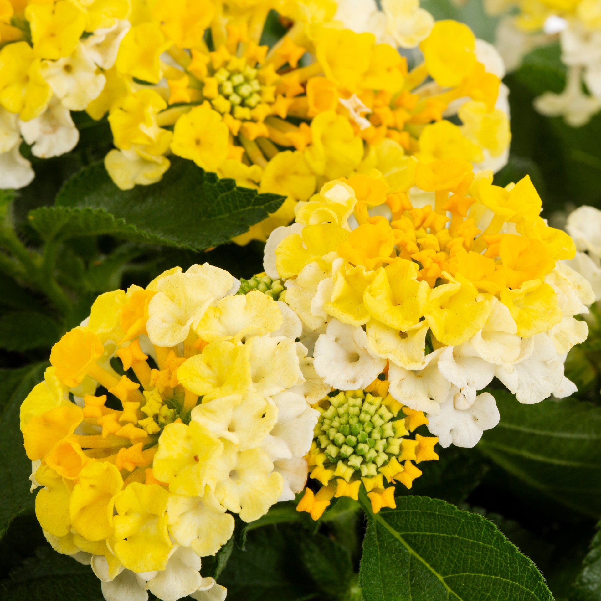 slide 4 of 4, Lowe's Multicolor Lantana in 2.5 Gallon(s) Pot 1 -Pack, 1 ct