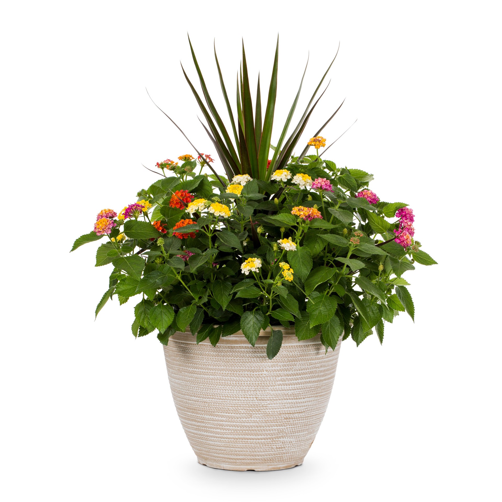 slide 1 of 4, Lowe's Multicolor Lantana in 2.5 Gallon(s) Pot 1 -Pack, 1 ct