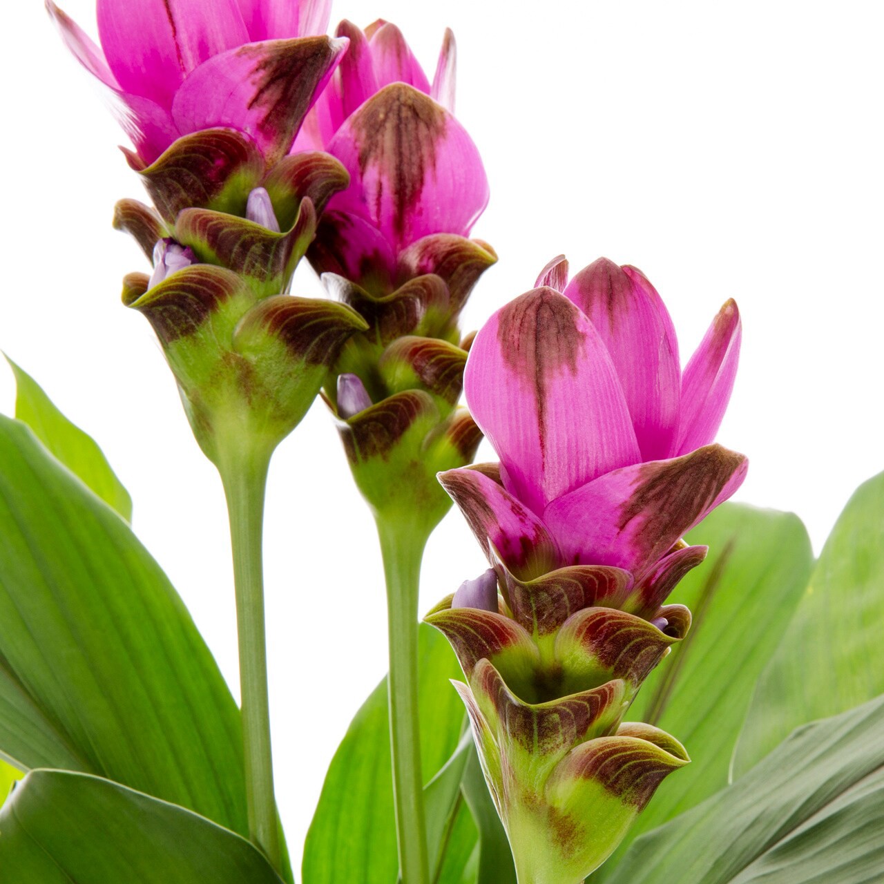 slide 4 of 4, Lowe's Curcuma Flowering Shrub in 3 -Quart Pot 1 -Pack with Multicolor Blooms, 1 ct