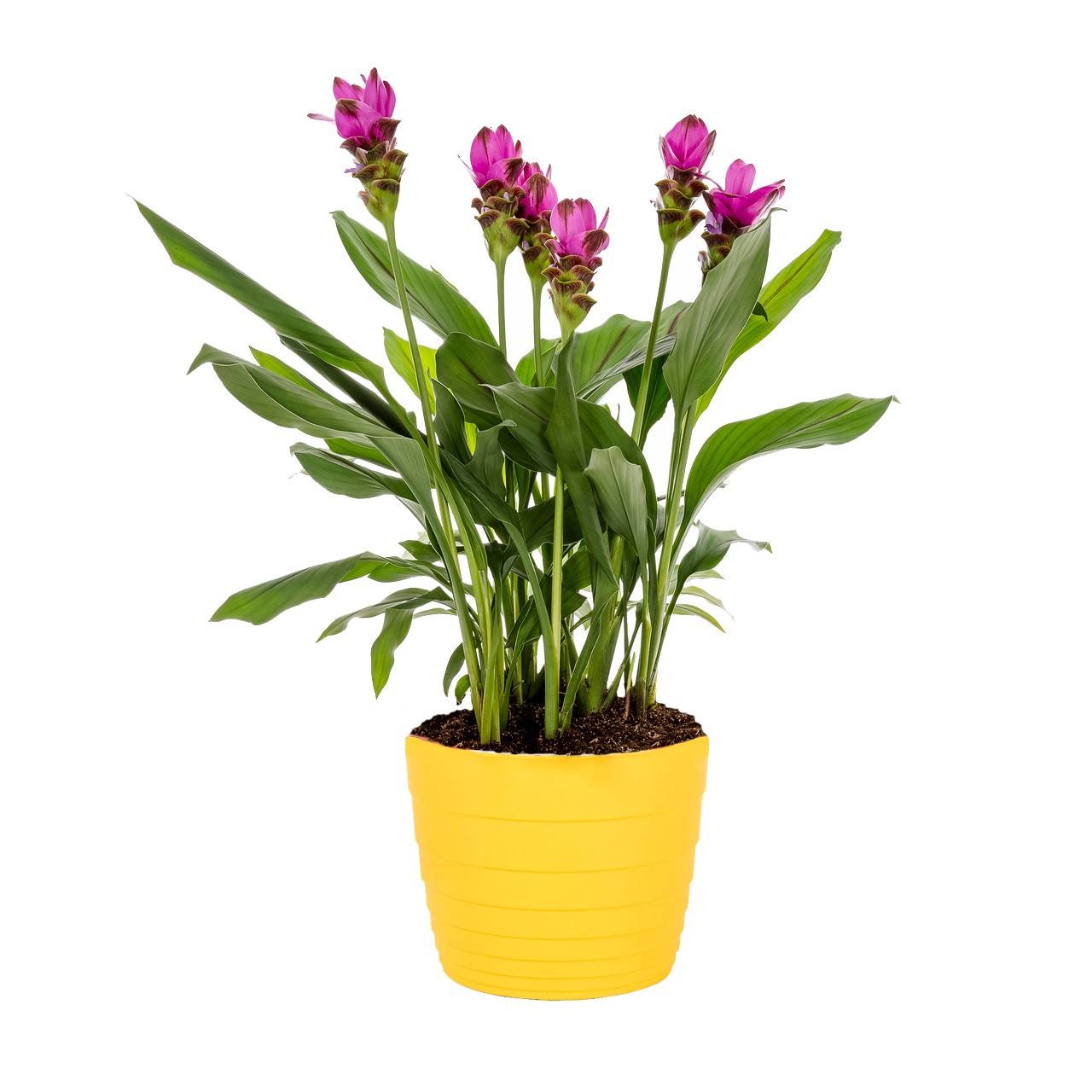 slide 1 of 4, Lowe's Curcuma Flowering Shrub in 3 -Quart Pot 1 -Pack with Multicolor Blooms, 1 ct