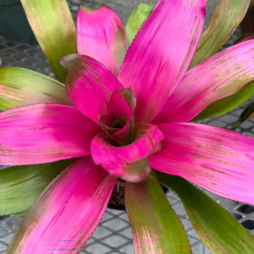 slide 2 of 4, Lowe's Pink Pink Bromeliad Plant in 3 -Quart Pot 1 -Pack, 1 ct