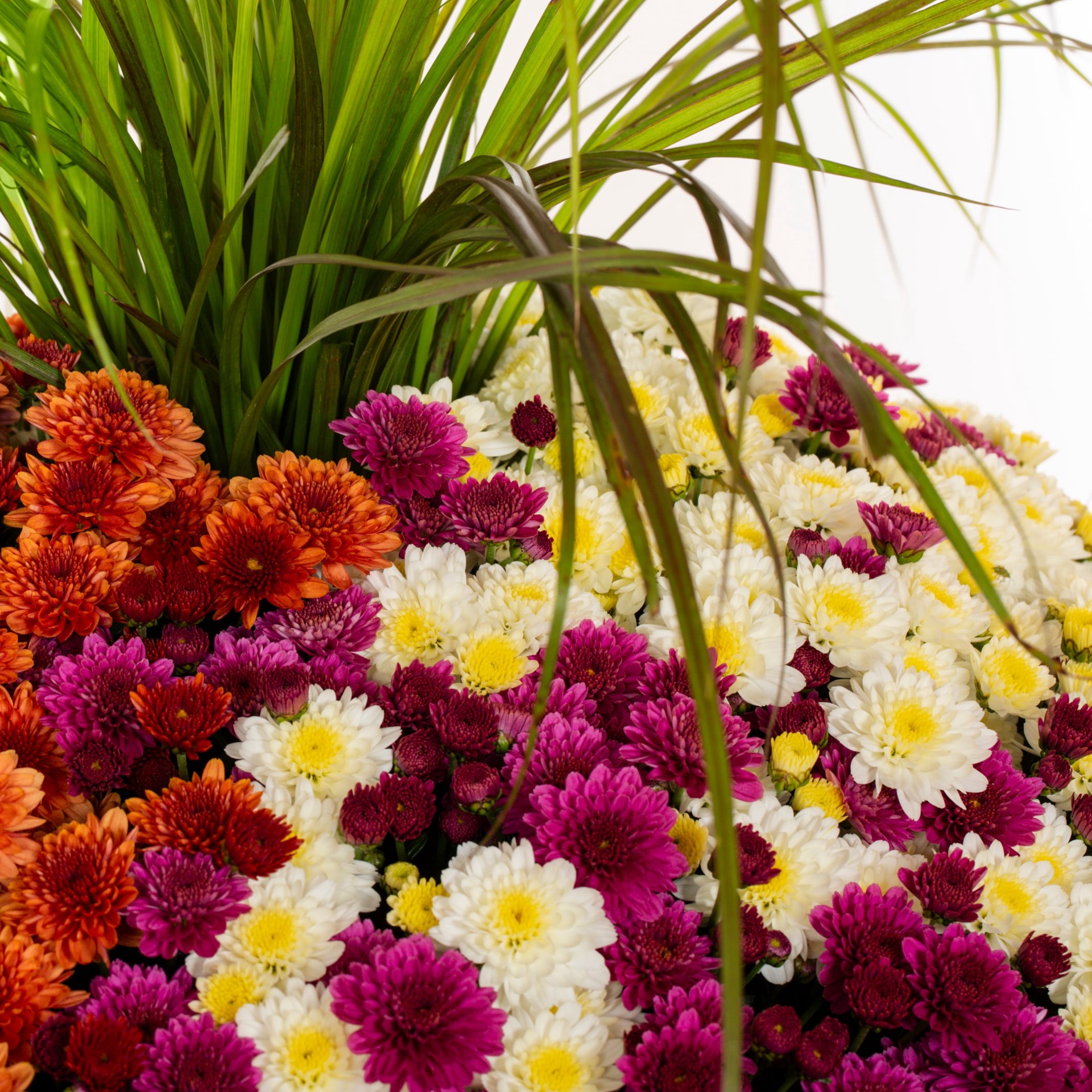 slide 4 of 4, Lowe's Multicolor Mum in 5 Gallon(s) Planter 1 -Pack, 1 ct