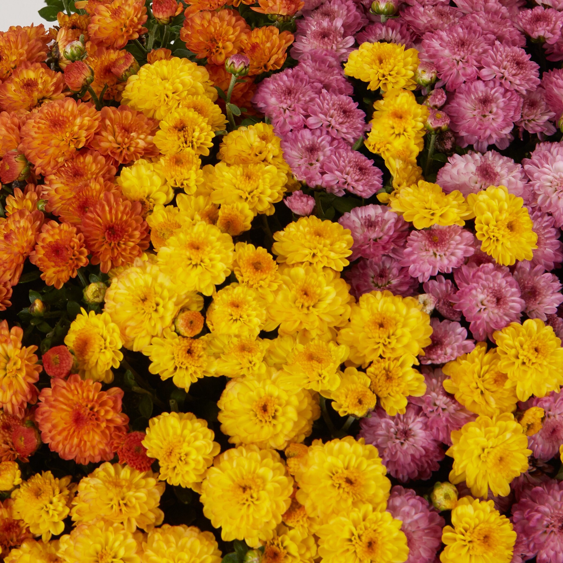 slide 2 of 4, Ready Refill Multicolor Mum in 1.5-Gallon Planter, 1 ct