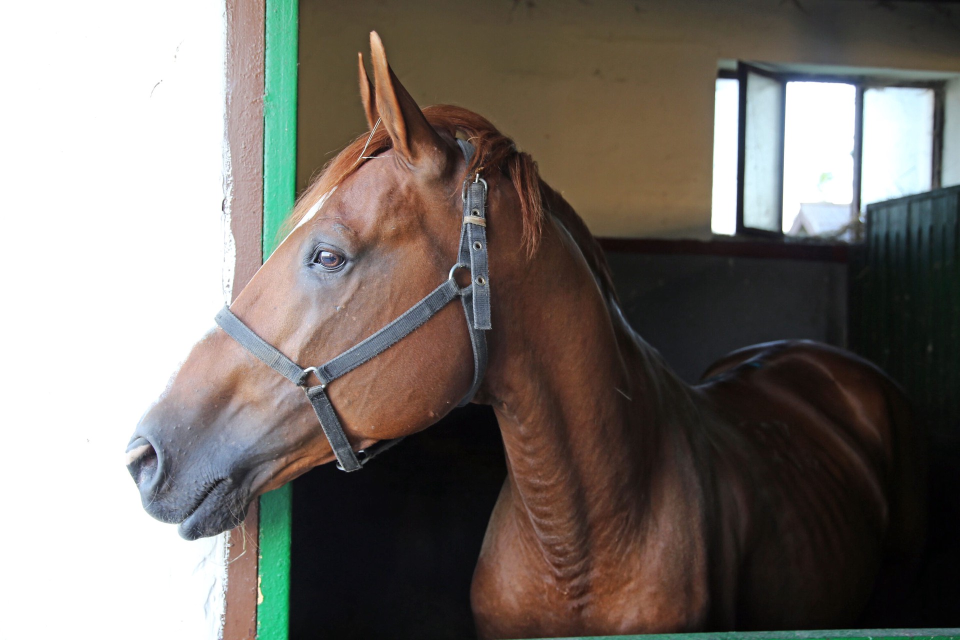 slide 3 of 5, American Wood Fibers Brown Wood Any Animal bedding (, 1 ct