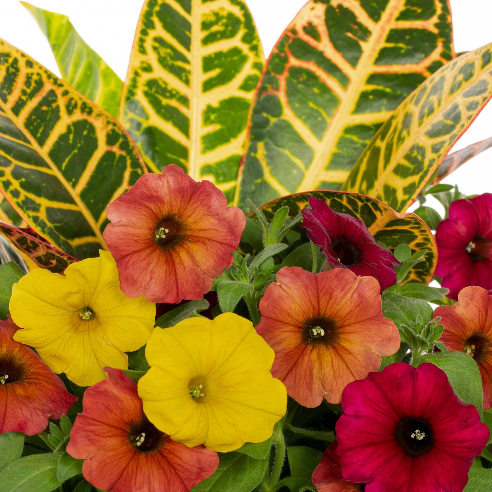 slide 2 of 2, Lowe's Multicolor Mixed Annuals Combo in 1.5 Gallon(s) Planter 1 -Pack, 1 ct