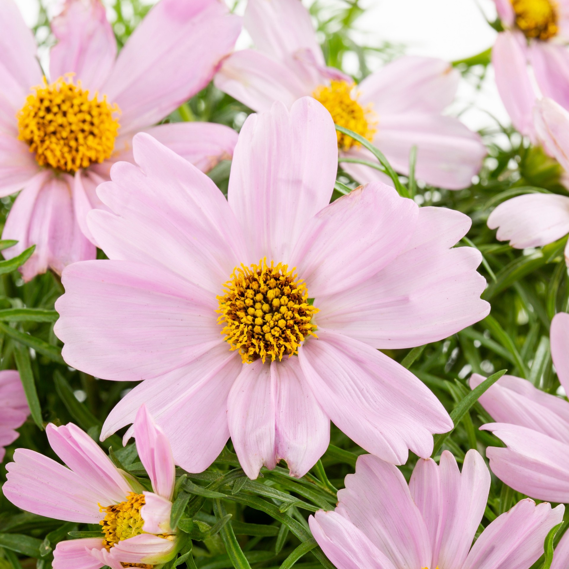 slide 2 of 2, Lowe's Multicolor Cosmos in 1-Pint Pot, 1 ct