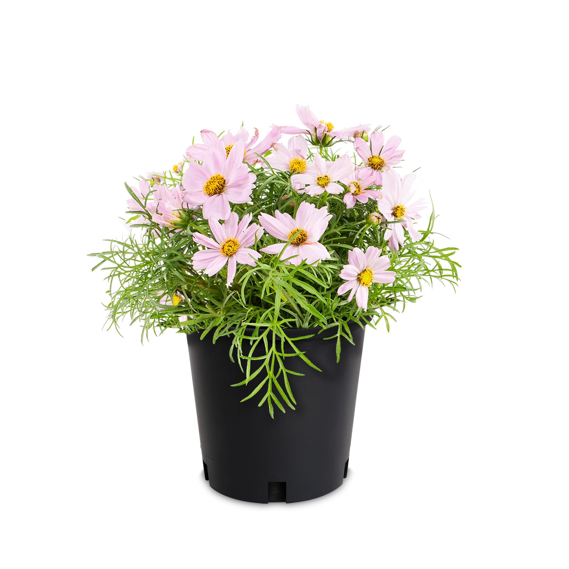 slide 1 of 2, Lowe's Multicolor Cosmos in 1-Pint Pot, 1 ct