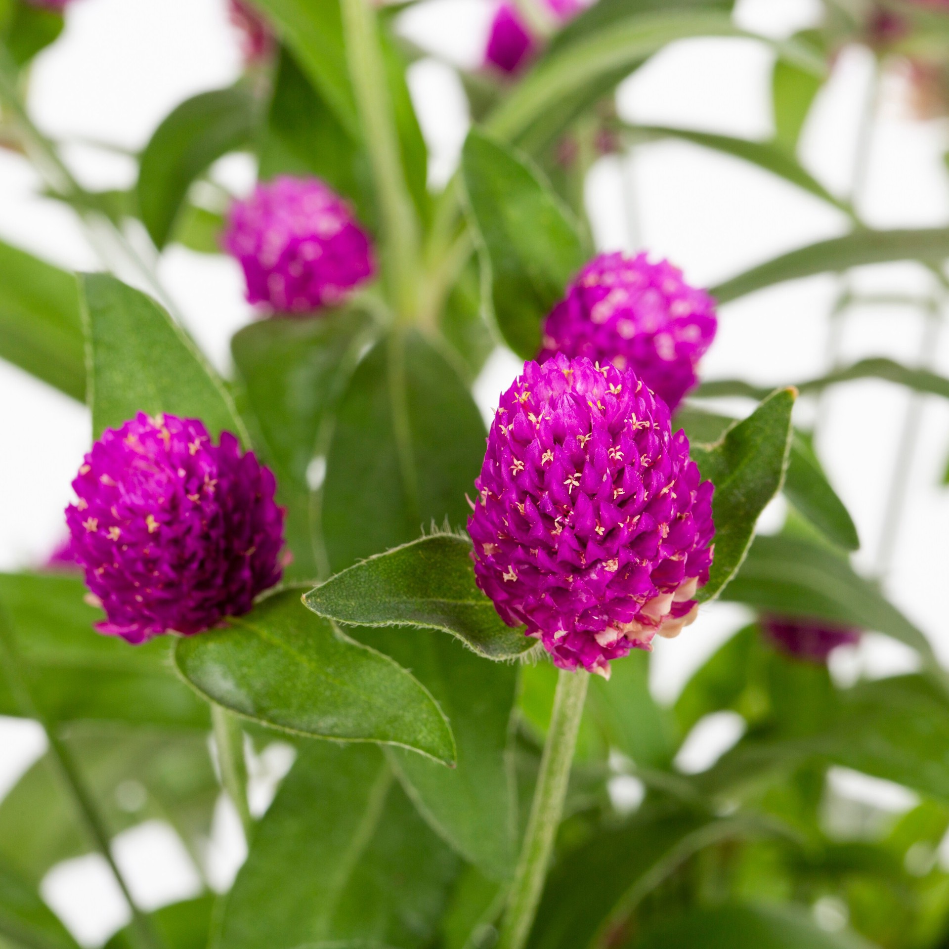 slide 2 of 3, Lowe's Purple Gomphrena in 1 Pint Pot, 1 ct