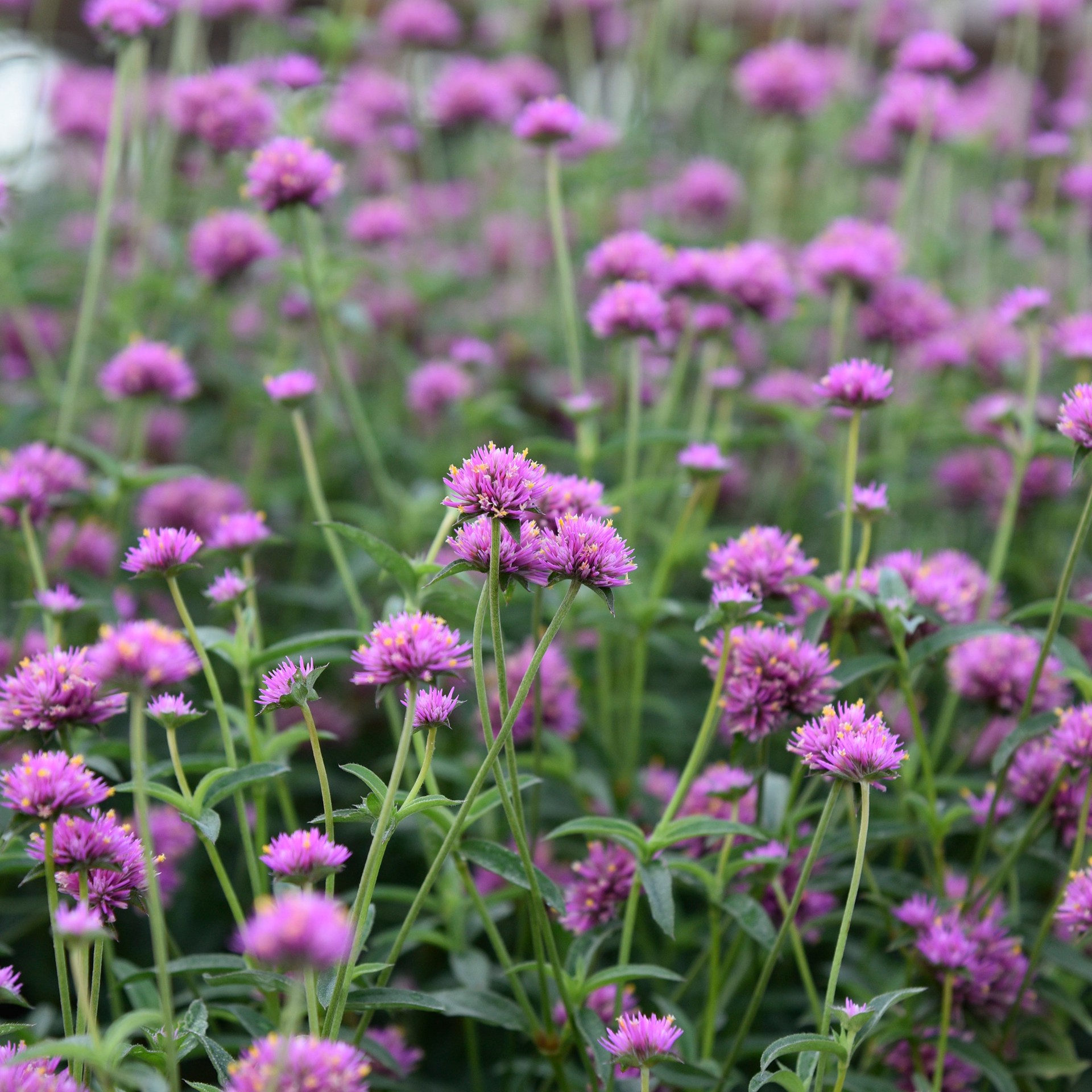 slide 3 of 3, Lowe's Purple Gomphrena in 1 Pint Pot, 1 ct