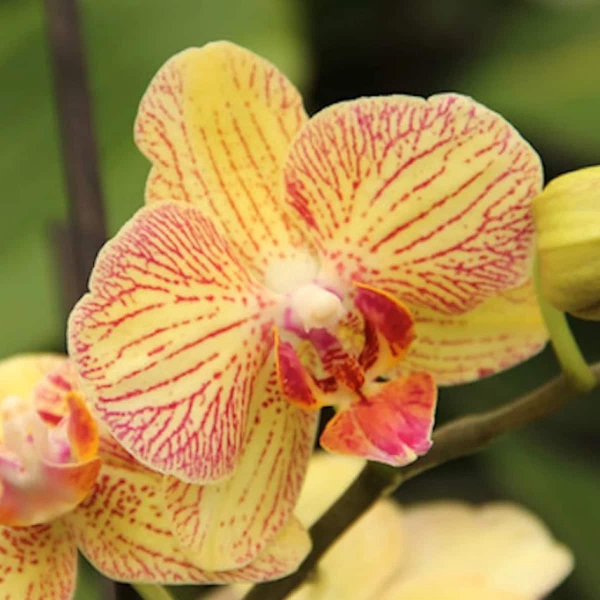 slide 4 of 4, Gubler Multicolor Orchid House plant in 2.5 Pint(s) Planter 1.0 -Pack, 1 ct