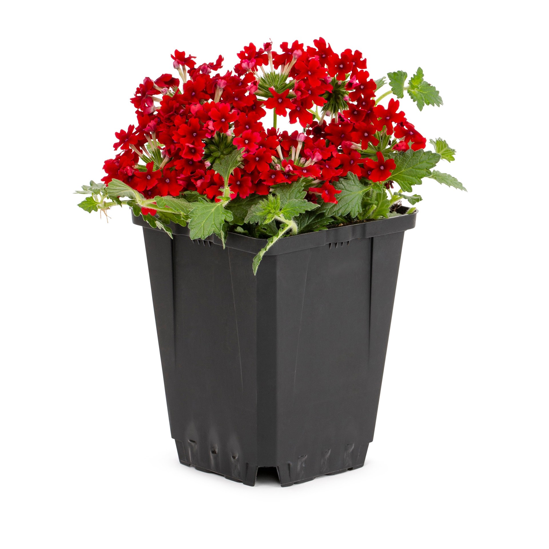 slide 1 of 2, Lowe's Multicolor Verbena in 1 Pint Pot, 1 ct