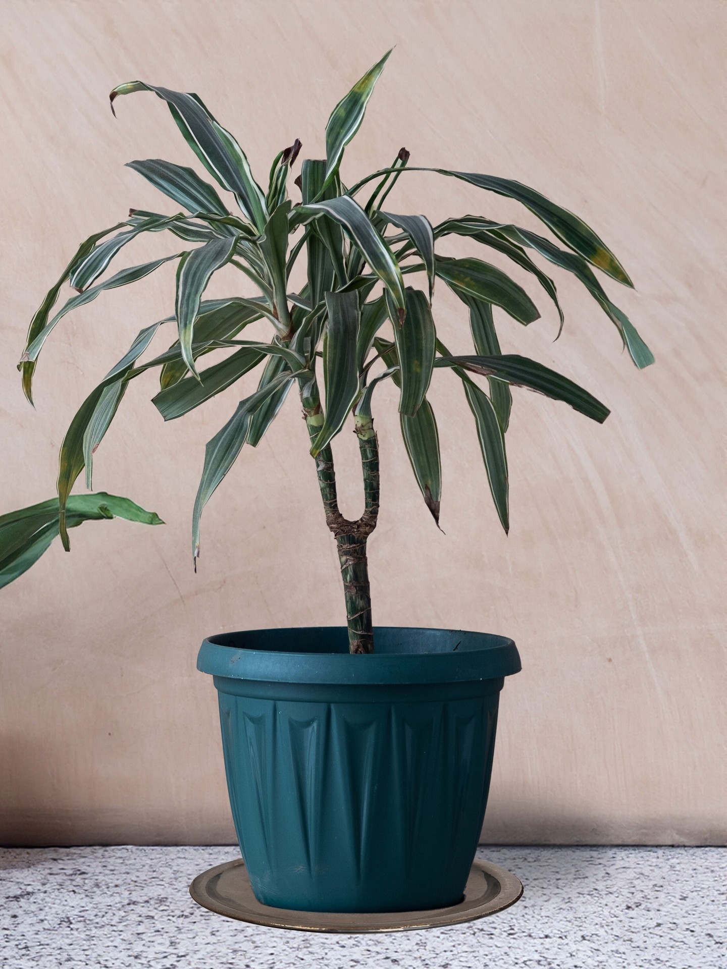 slide 2 of 6, allen + roth 8.85-in Gun Metal Glazed ceramic Plant Saucer, 1 ct