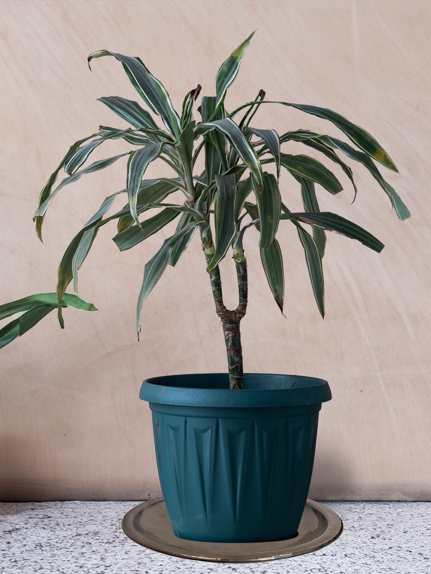 slide 2 of 6, allen + roth 11.6-in Gun Metal Glazed ceramic Plant Saucer, 1 ct