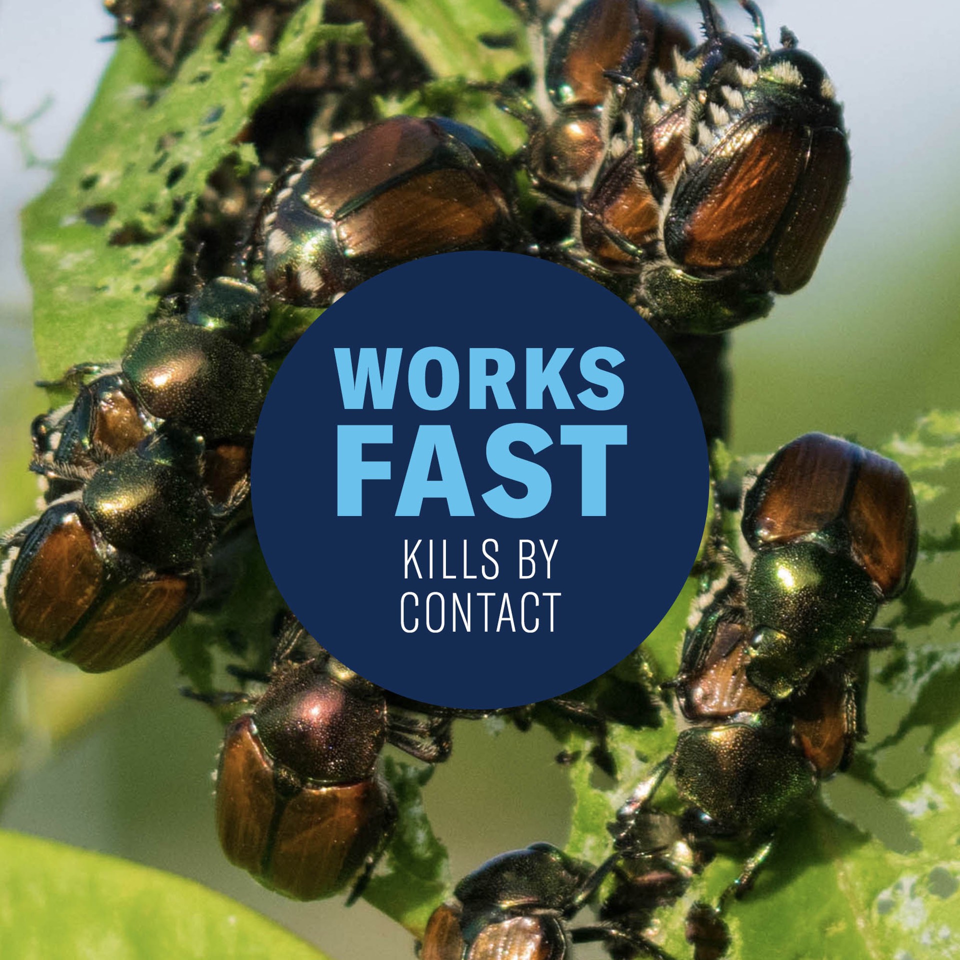 slide 3 of 6, BioAdvanced Tree Shrub 32 -fl oz Concentrate Insect killer, 1 ct