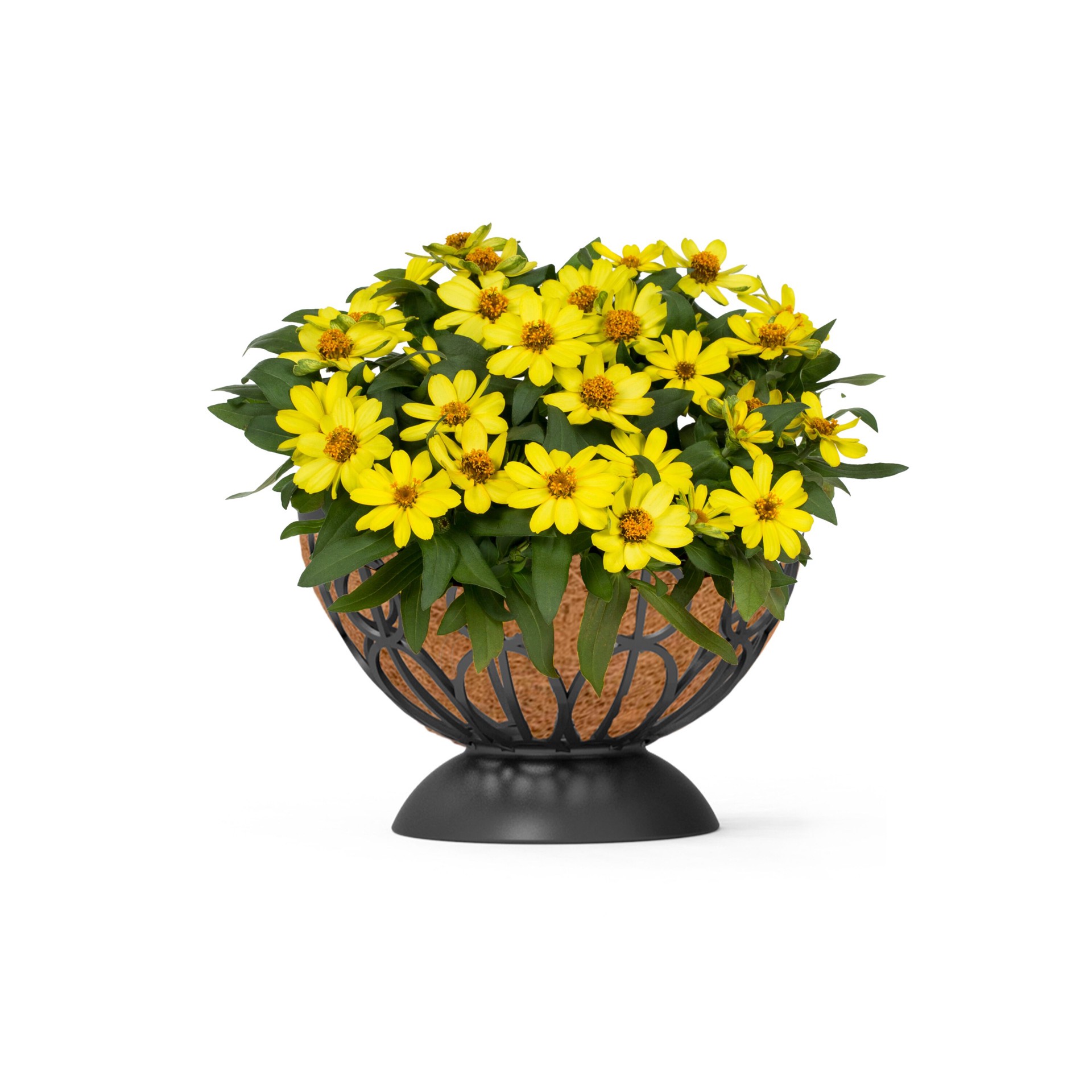 slide 1 of 4, Lowe's Yellow Zinnia in 3.56 Gallon(s) Planter 1 -Pack, 1 ct