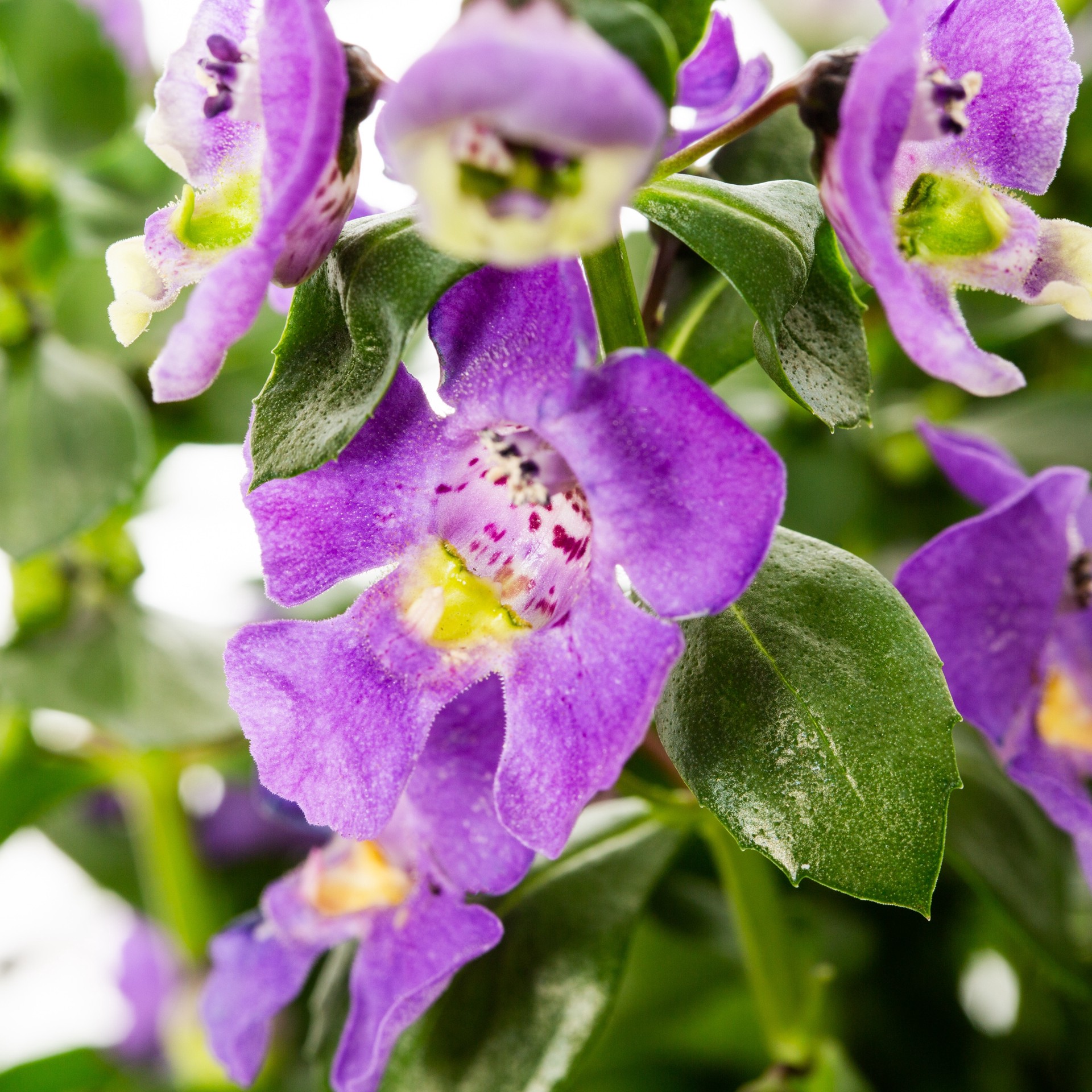 slide 2 of 4, Lowe's Purple Angelonia Snapdragon in 3.56 Gallon(s) Planter 1 -Pack, 1 ct