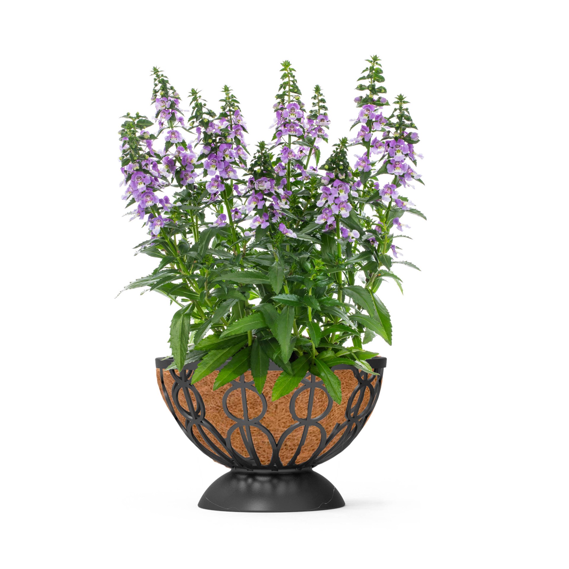 slide 1 of 4, Lowe's Purple Angelonia Snapdragon in 3.56 Gallon(s) Planter 1 -Pack, 1 ct