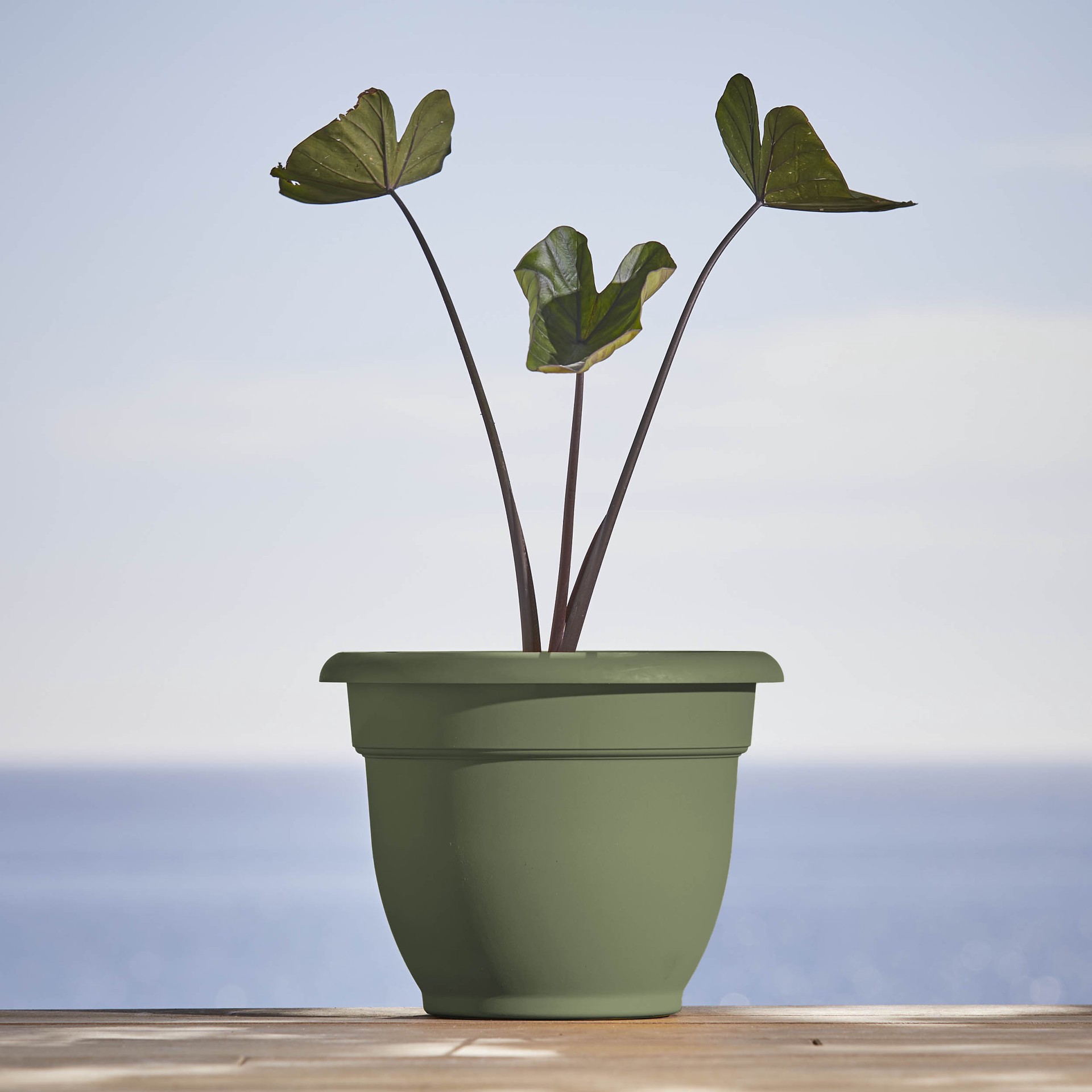 slide 2 of 5, Bloem Round 11.0-in W x 11.0-in L Green Plastic Indoor/Outdoor Self Watering Planter, 1 ct