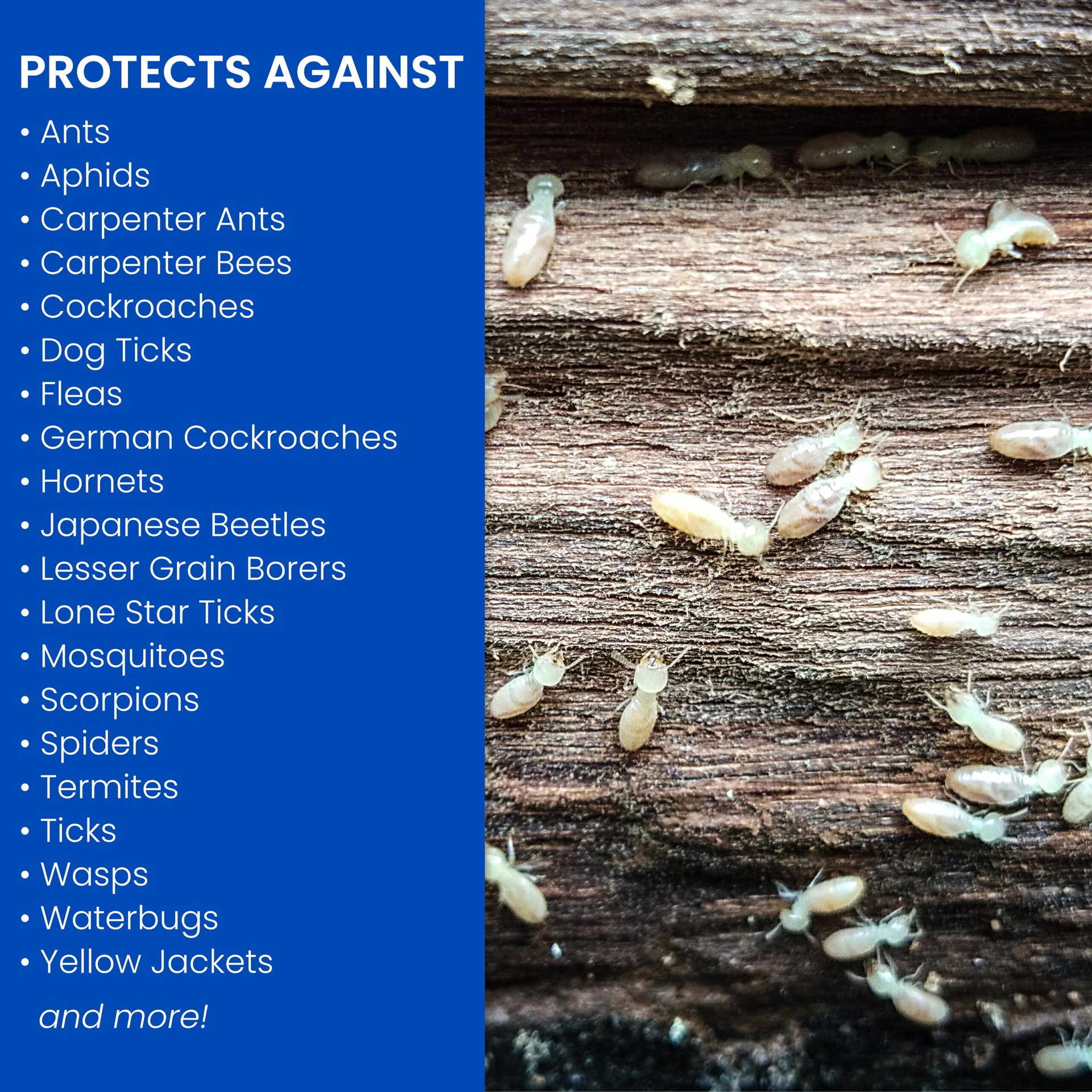slide 2 of 6, BioAdvanced Carpenter Ant Termite 1.3 -Gallon Ready to Use Insect killer, 1 ct