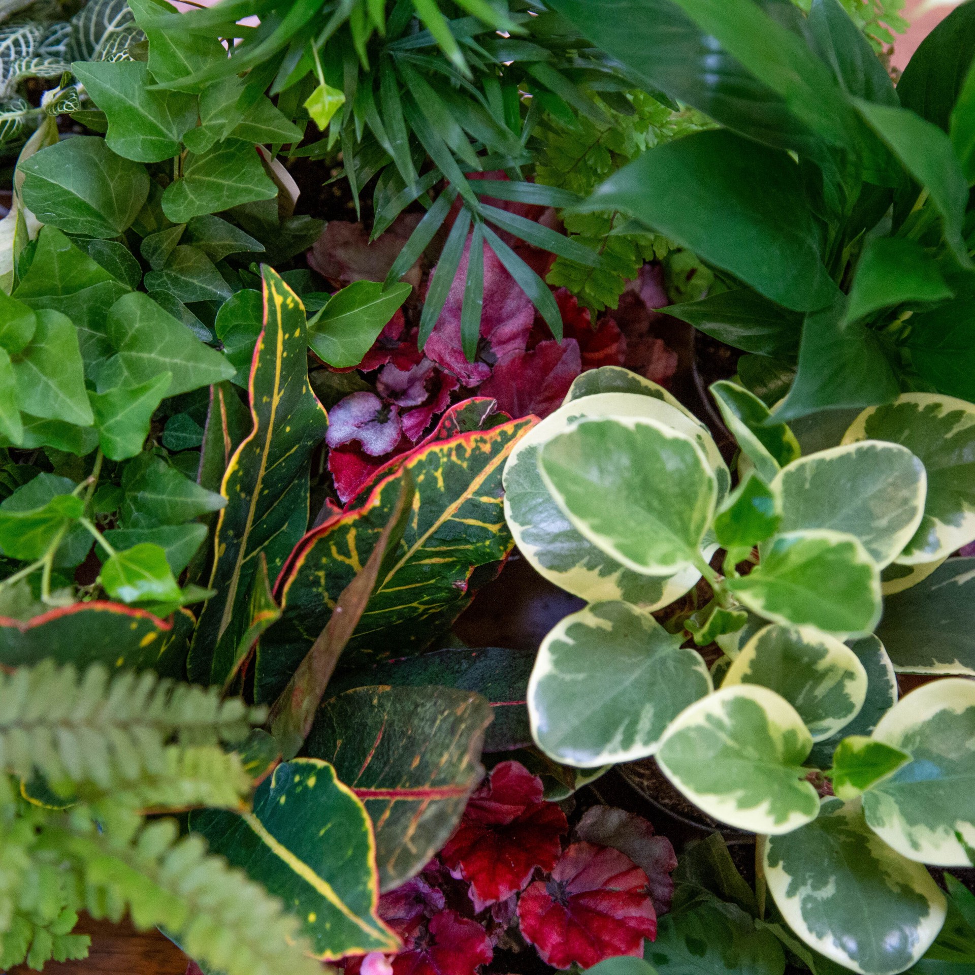 slide 3 of 6, Costa Farms Asstd. Foliage House plant in 15 Ounce(s) Self-watering pot 1 -Pack, 1 ct