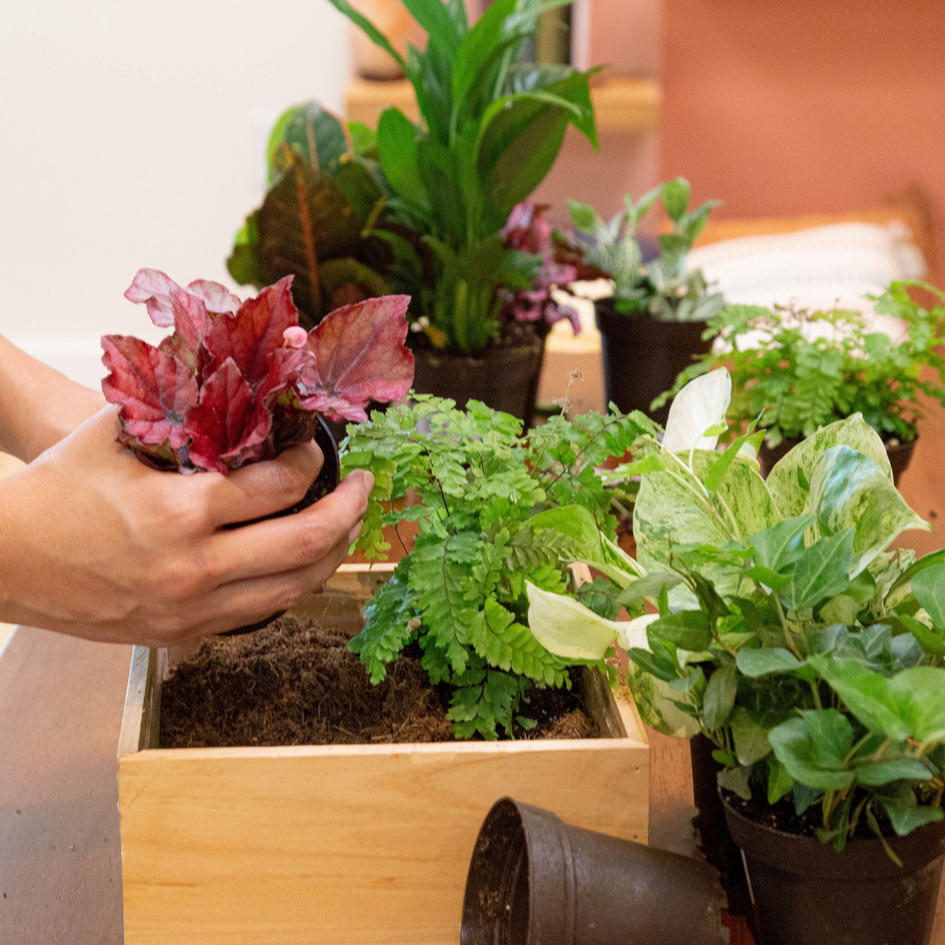 slide 4 of 6, Costa Farms Asstd. Foliage House plant in 15 Ounce(s) Self-watering pot 1 -Pack, 1 ct