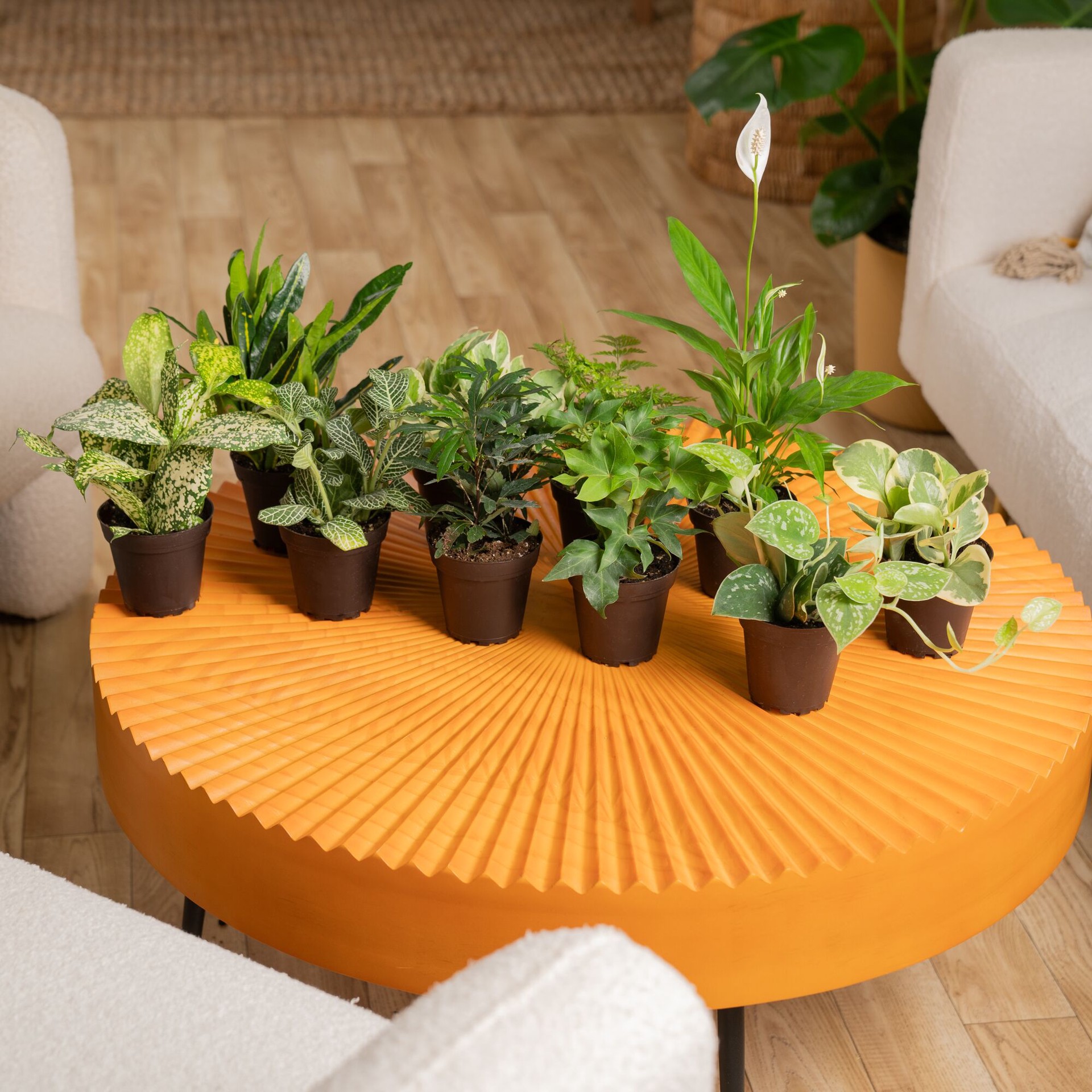 slide 6 of 6, Costa Farms Asstd. Foliage House plant in 15 Ounce(s) Self-watering pot 1 -Pack, 1 ct