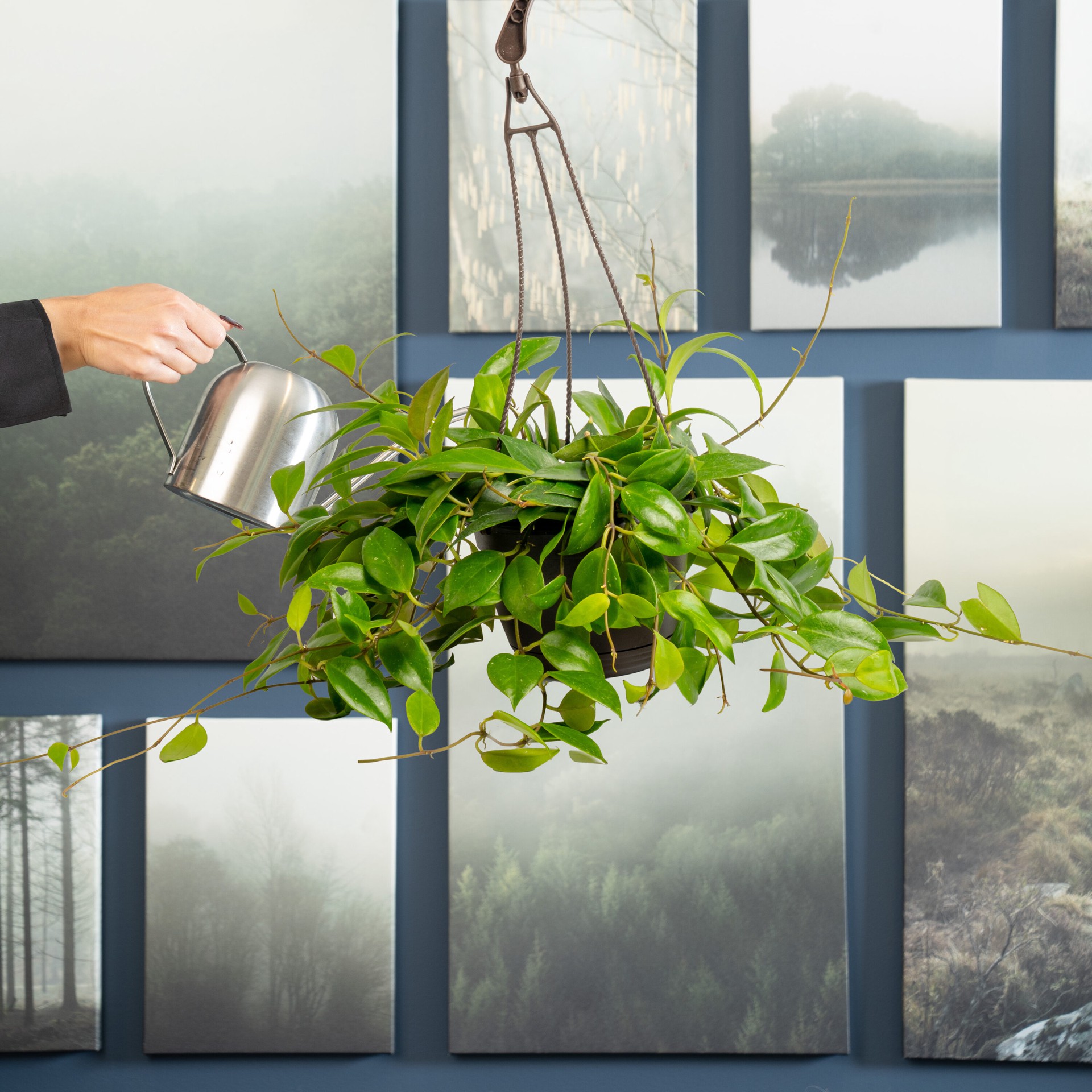 slide 2 of 6, Costa Farms Asstd. Foliage House plant in 1.25 Quart(s) Hanging basket 1 -Pack, 1 ct