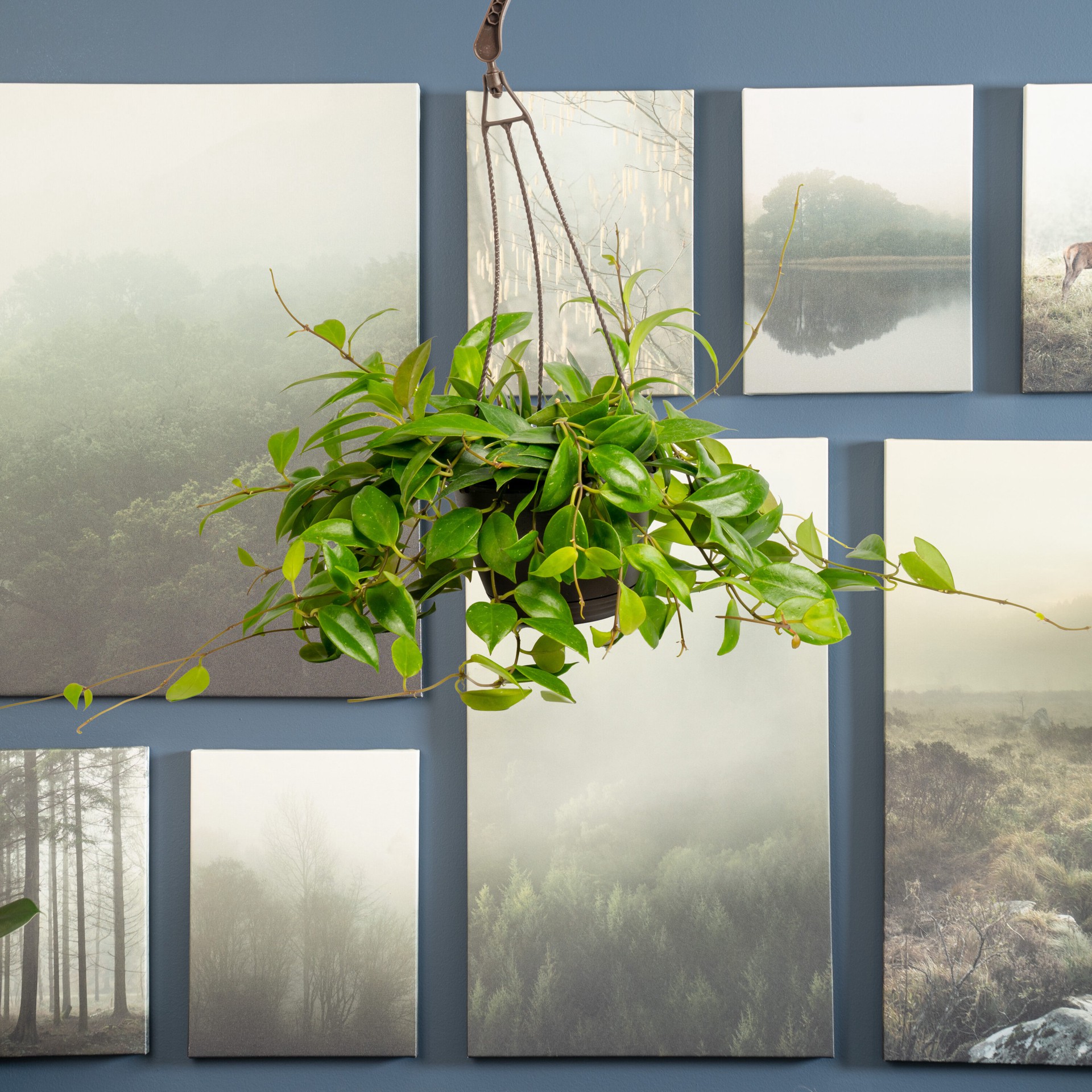 slide 4 of 6, Costa Farms Asstd. Foliage House plant in 1.25 Quart(s) Hanging basket 1 -Pack, 1 ct