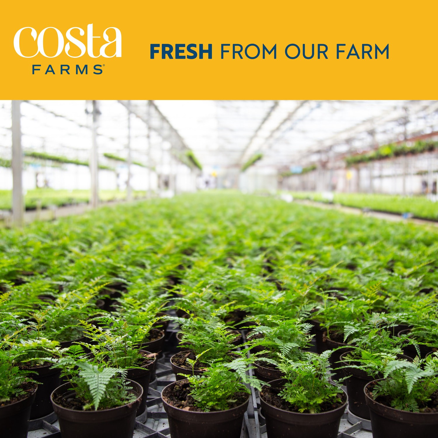 slide 5 of 6, Costa Farms Asstd. Foliage House plant in 1.25 Quart(s) Hanging basket 1 -Pack, 1 ct