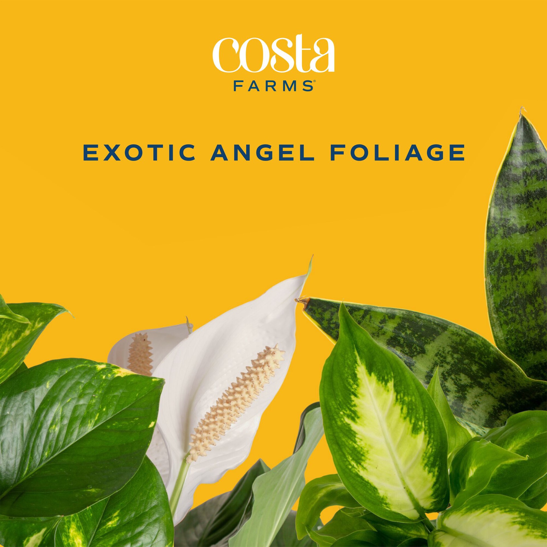 slide 3 of 6, Lowe's Assorted Foliage House plant in 1.4 Quart(s) Planter 3 -Pack, 1 ct