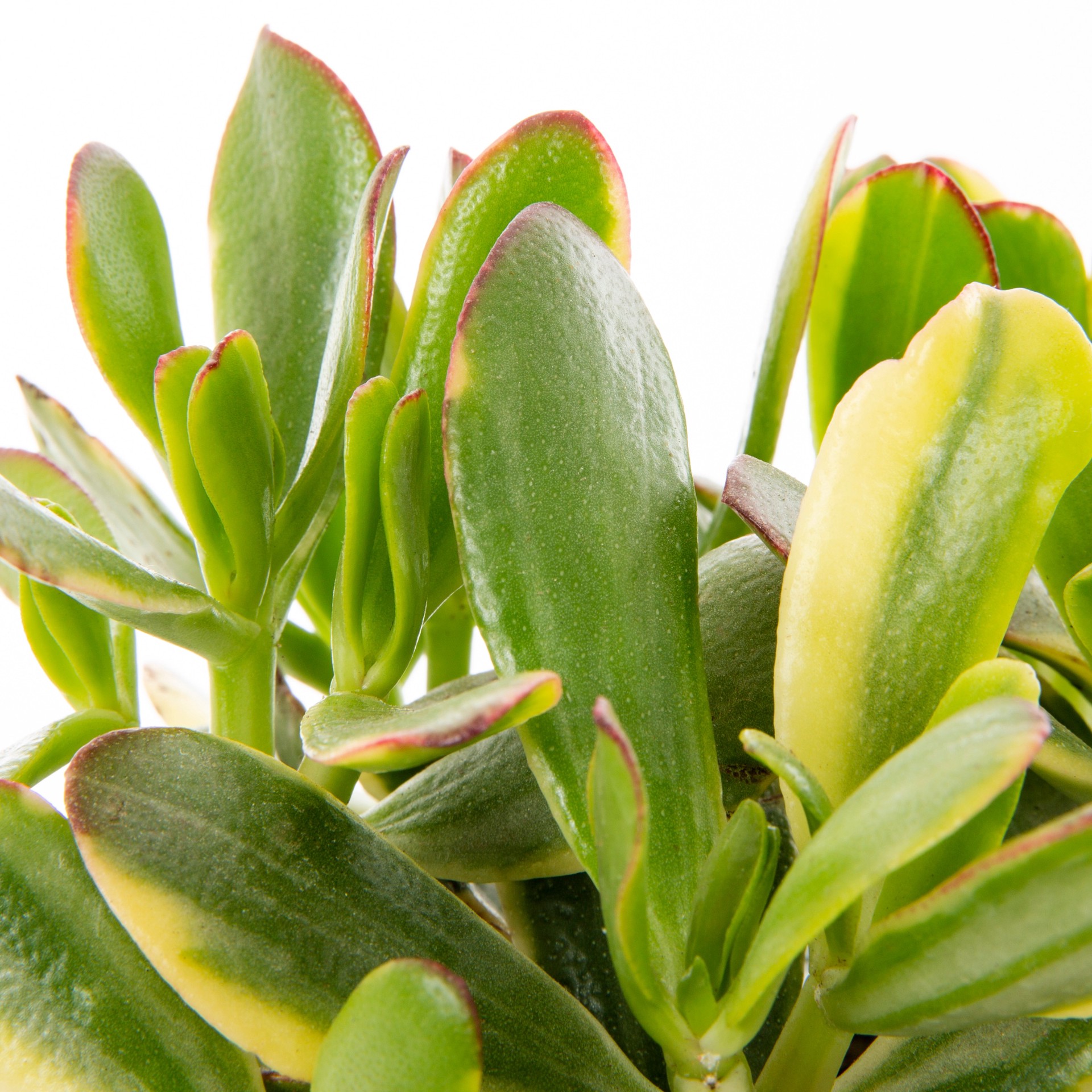 slide 2 of 4, Lowe's CRASSULA in 1 Pint Pot 1 -Pack, 1 ct