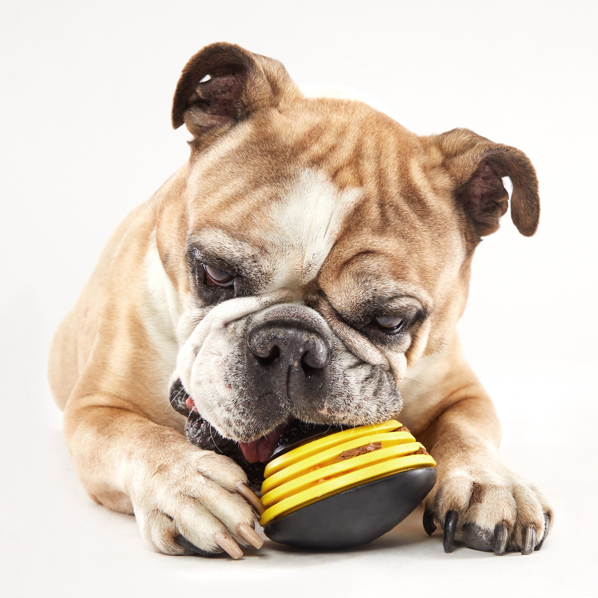 slide 4 of 6, BARK Jalapeno Puppers Rubber Rubber Dog Toy, 1 ct