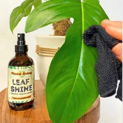 Market Botany 1-fl oz Plant Care Essentials Leaf Shine