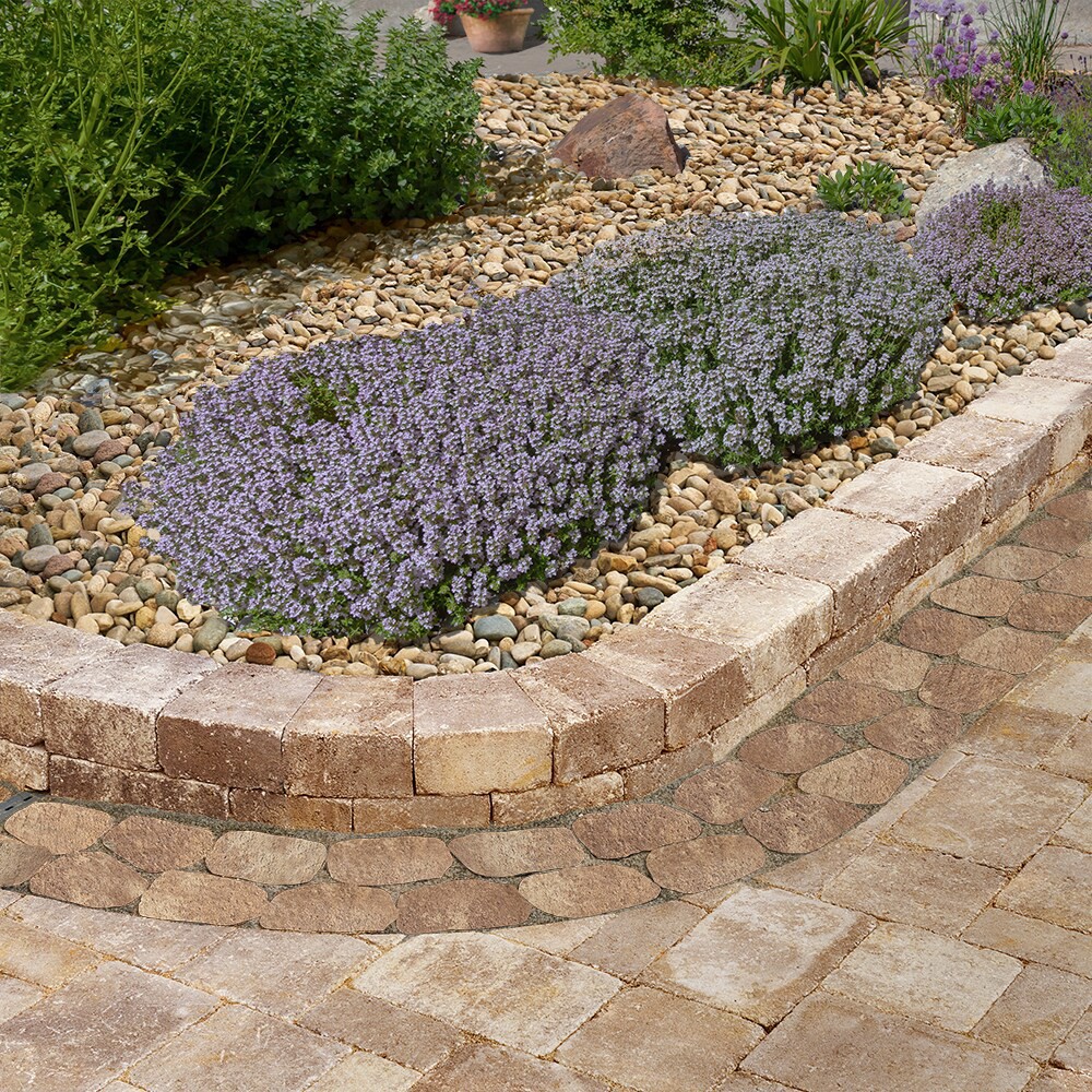 slide 3 of 5, Pavestone 6-in L x 4-in W x 2-in H Irregular Travertine Concrete Paver, 1 ct