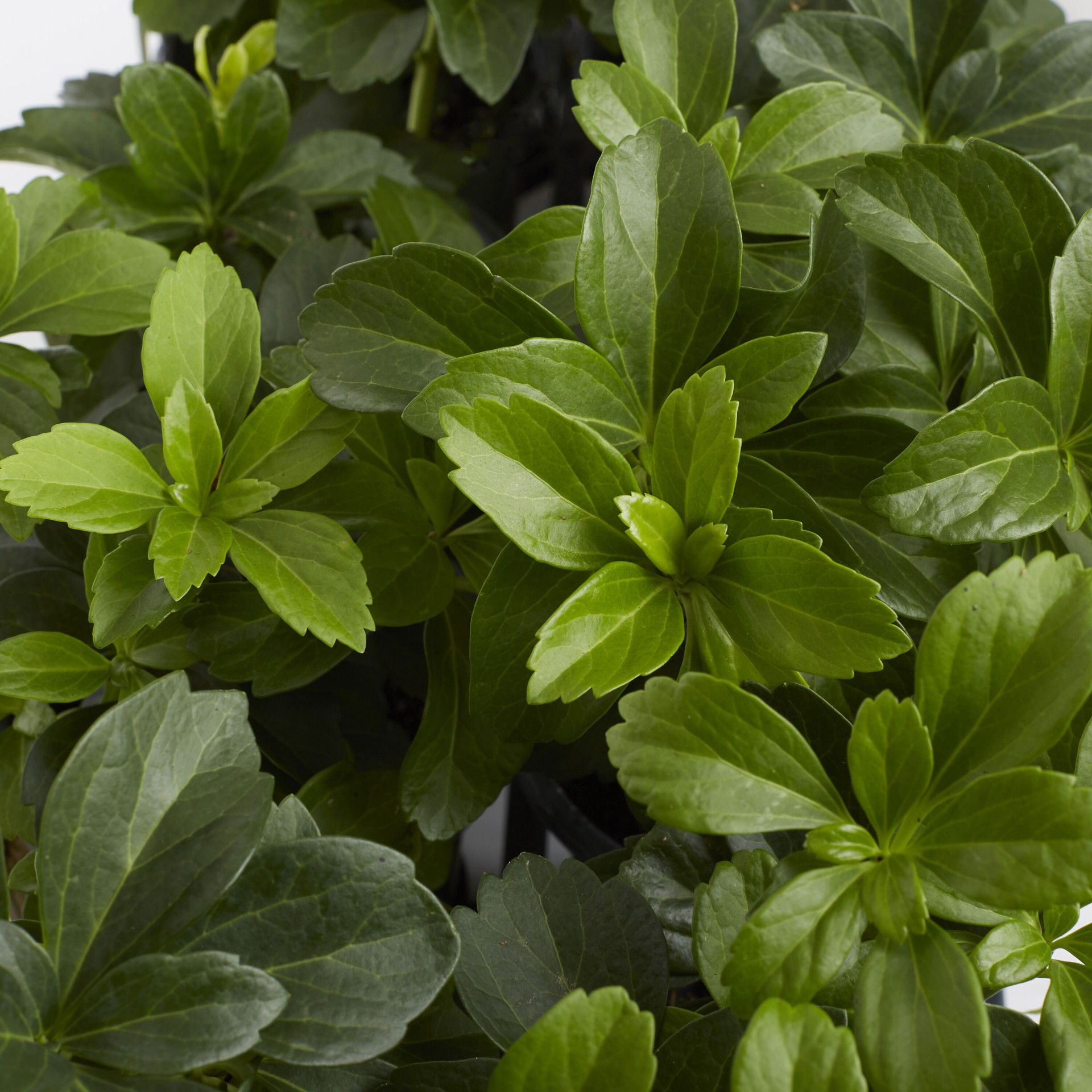 slide 2 of 4, Monrovia Carpet Box Plant in 1 -Pint Pot 1 -Pack, 1 ct