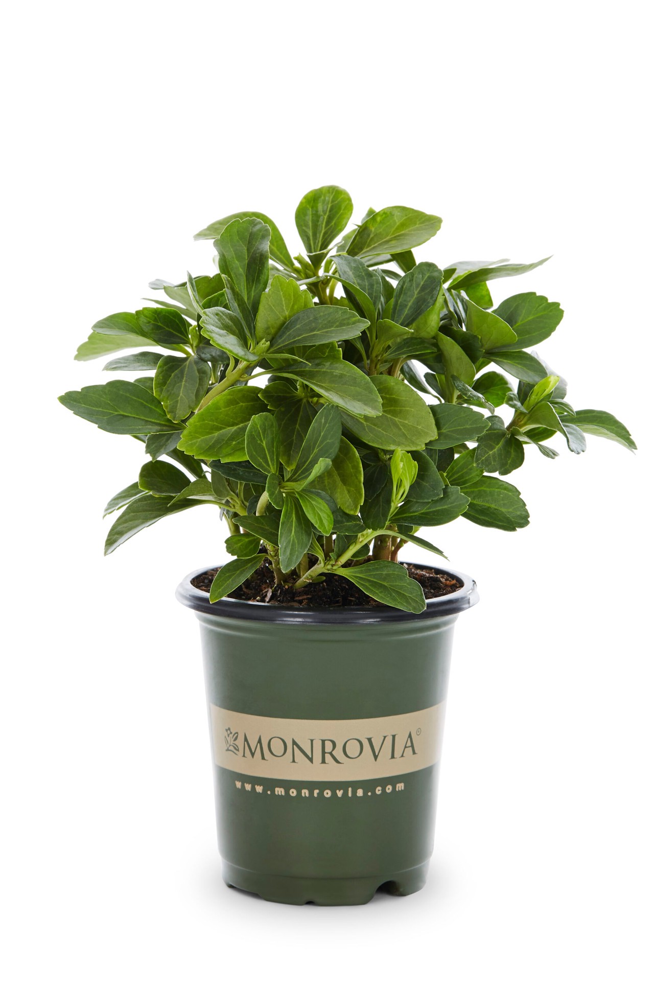 slide 1 of 4, Monrovia Carpet Box Plant in 1 -Pint Pot 1 -Pack, 1 ct