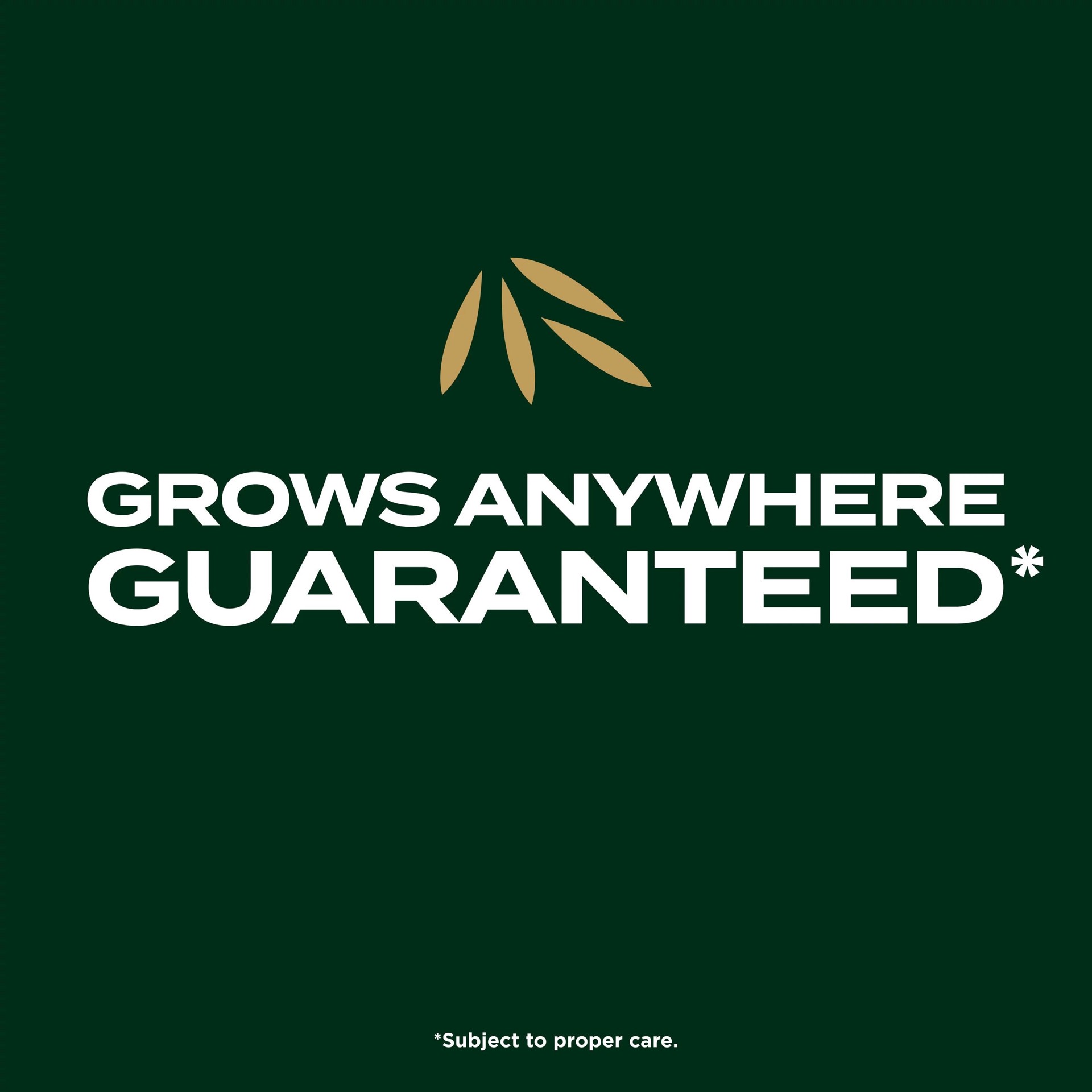 slide 5 of 6, Scotts EZ Seed Southern Gold 3.75-lb Tall Fescue Grass Seed, 1 ct