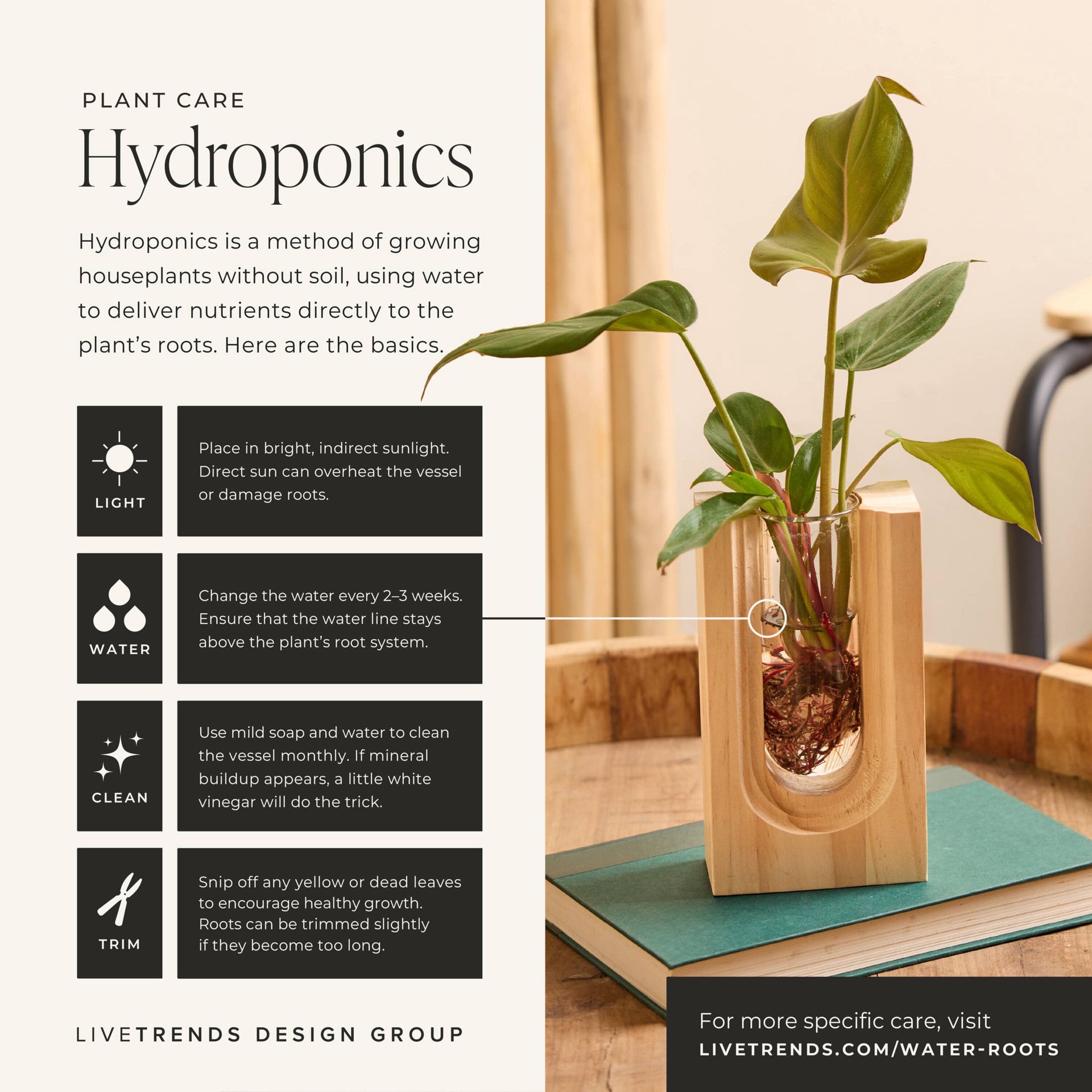 slide 2 of 5, LiveTrends Demeter - Assorted Water Root Foliage House plant in 1 -Pack Terrarium 1 -Pack, 1 ct