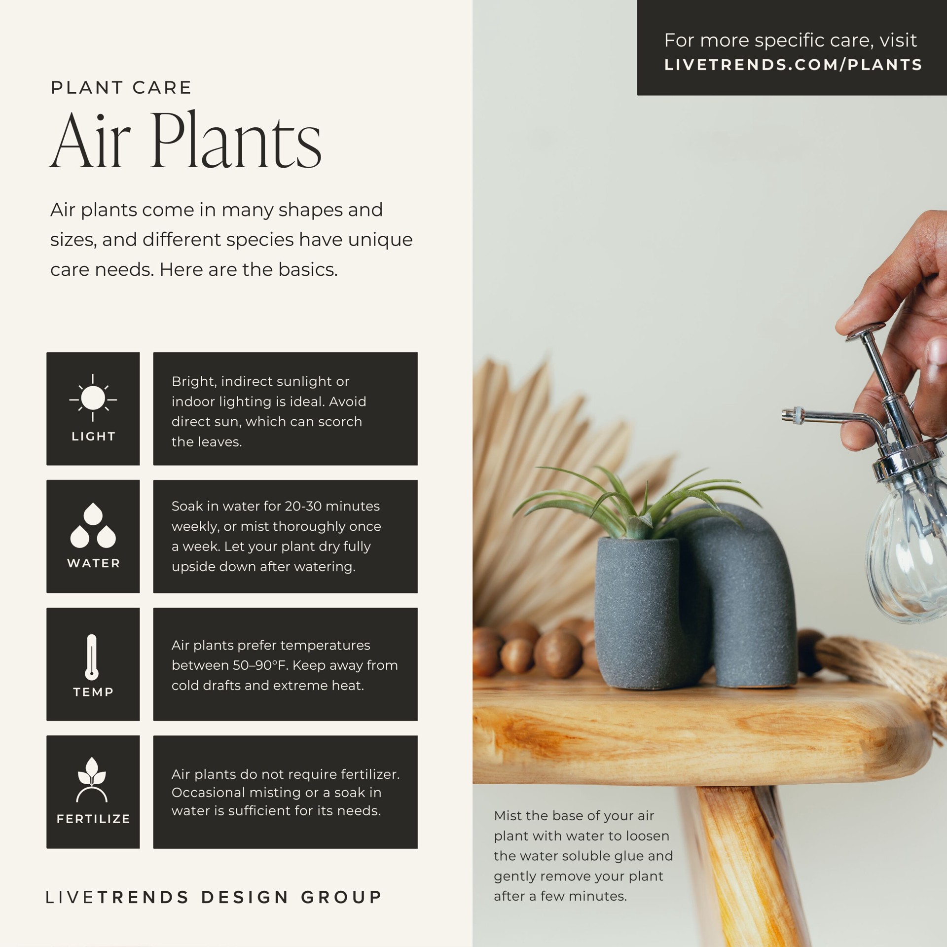 slide 3 of 5, LiveTrends Remy - Air Plant House plant in 1 -Pack Figurine 1 -Pack, 1 ct