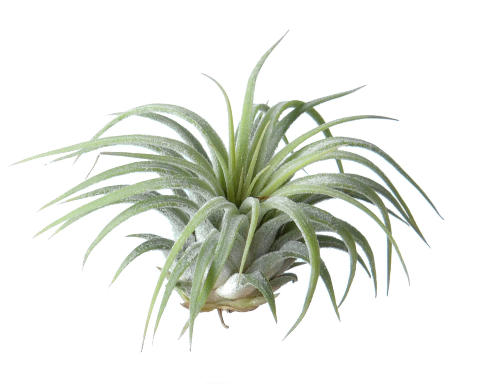 slide 2 of 5, LiveTrends Remy - Air Plant House plant in 1 -Pack Figurine 1 -Pack, 1 ct