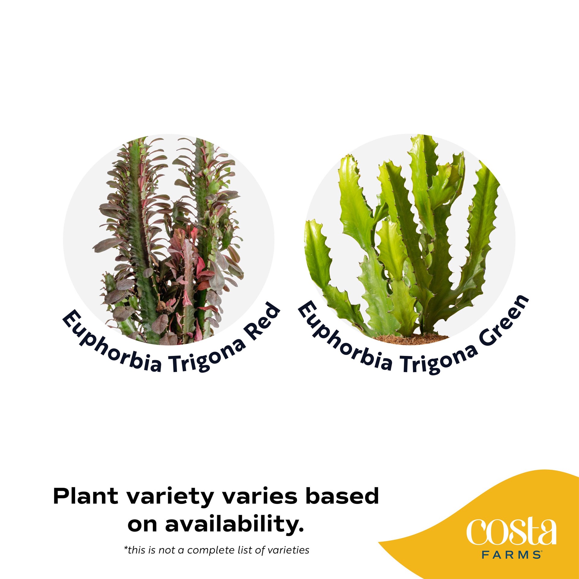 slide 4 of 6, Lowe's Mixed Cactus House plant in 1.72 Gallon(s) Pot 1 -Pack, 1 ct