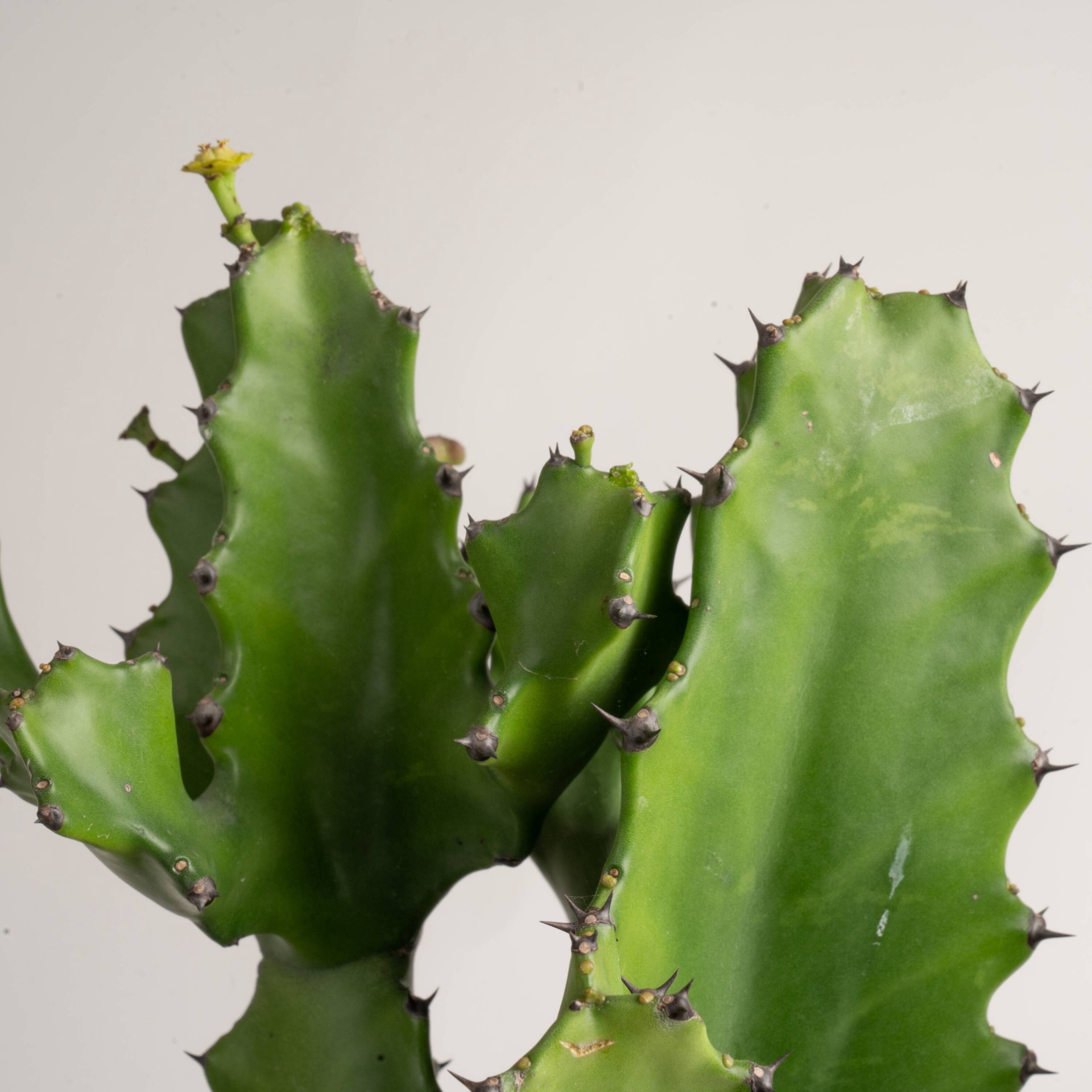 slide 5 of 6, Lowe's Mixed Cactus House plant in 1.72 Gallon(s) Pot 1 -Pack, 1 ct