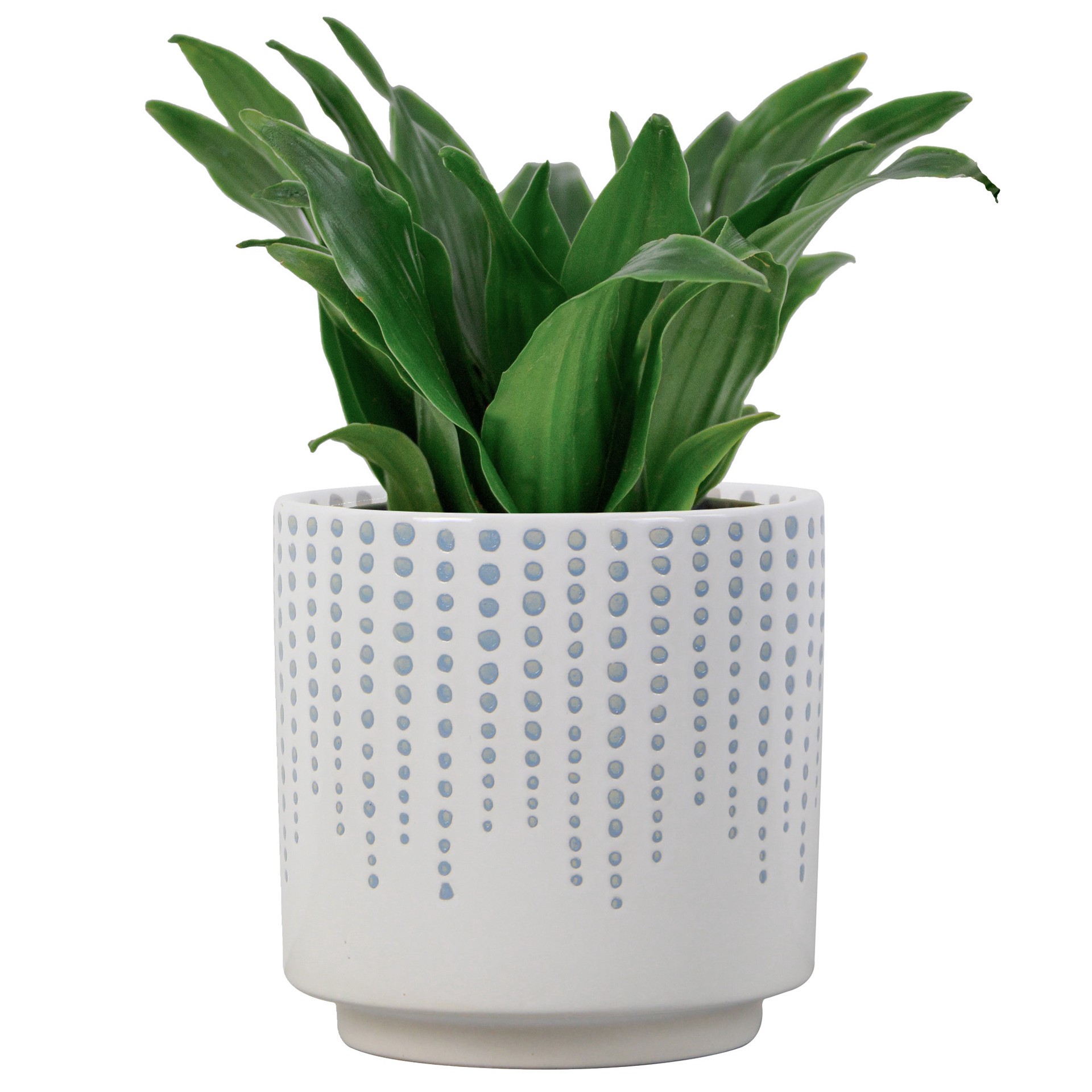 slide 2 of 5, allen + roth Round 4.0-in W x 4.0-in L Blue Ceramic Indoor Planter, 1 ct