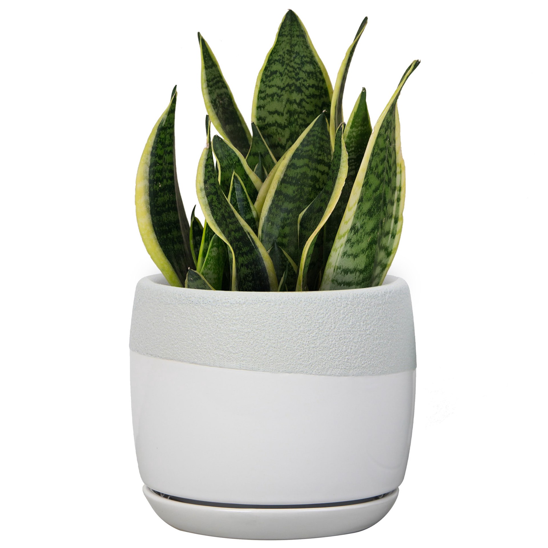 slide 5 of 6, allen + roth Round 6.02-in W x 6.02-in L Gray Ceramic Indoor Planter, 1 ct